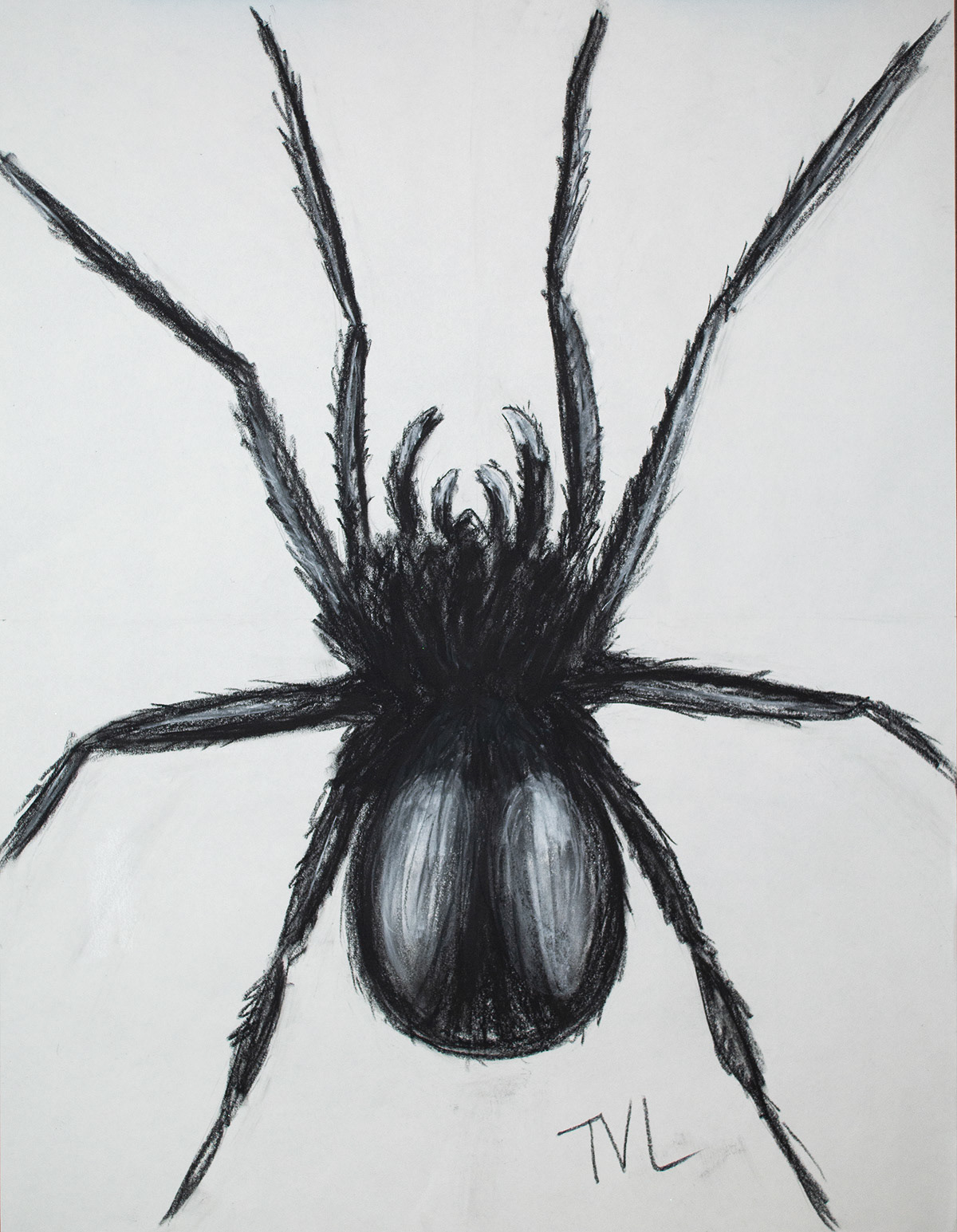 SPIDER D 18 x 24 Charcoal on Paper $210