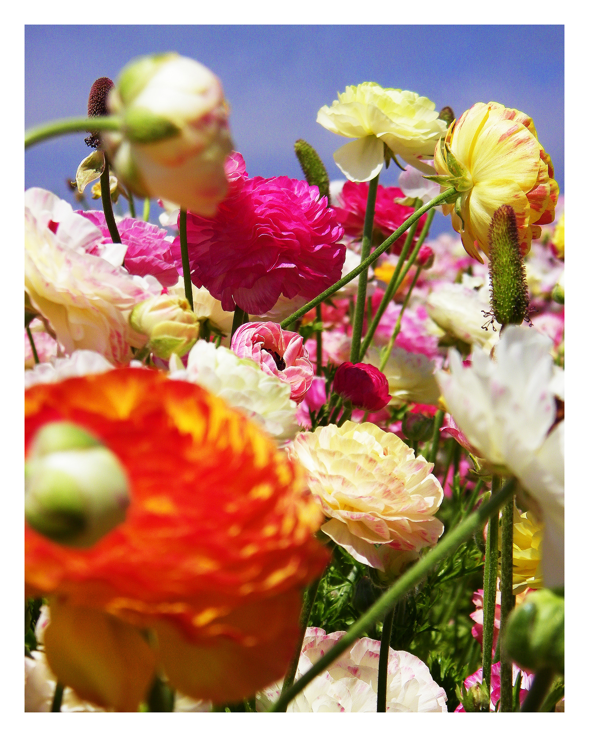 RAINBOW RANUNCULUS - 11 x 14 Photo Print $26