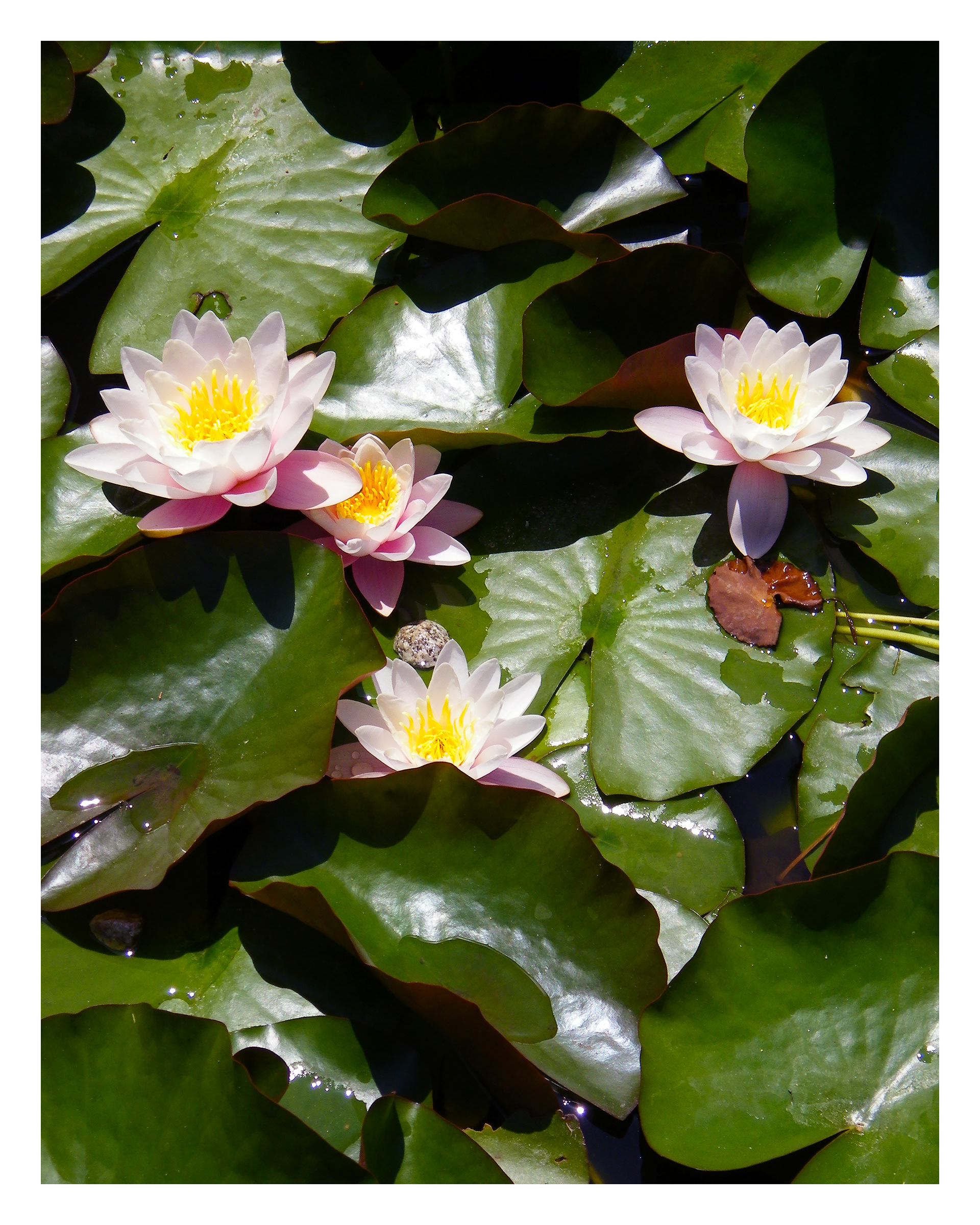 PINK LOTUS 2 - 11 x 14 Photo Print $26