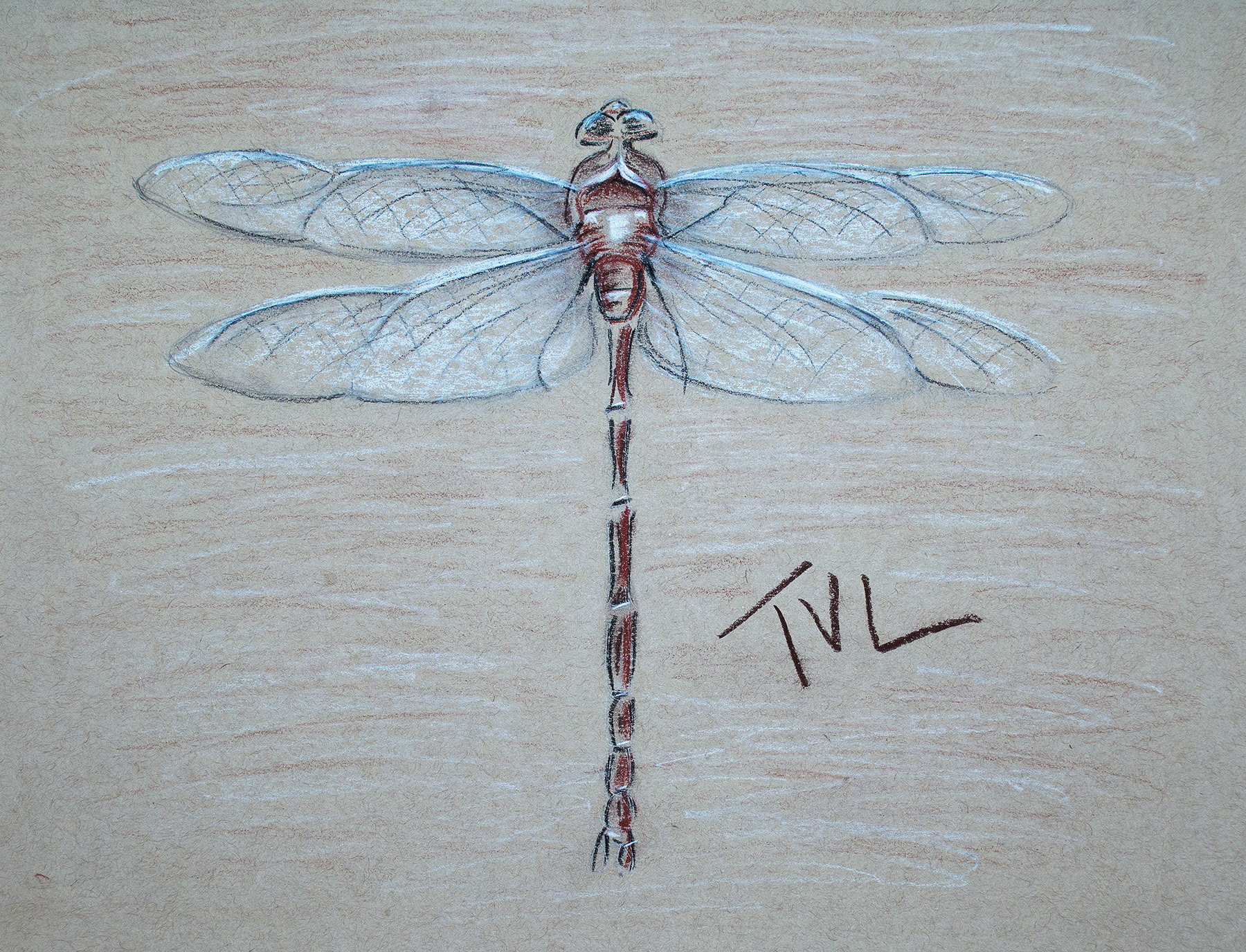 DRAGONFLY B 11 x 8.5 Charcoal on Paper $98
