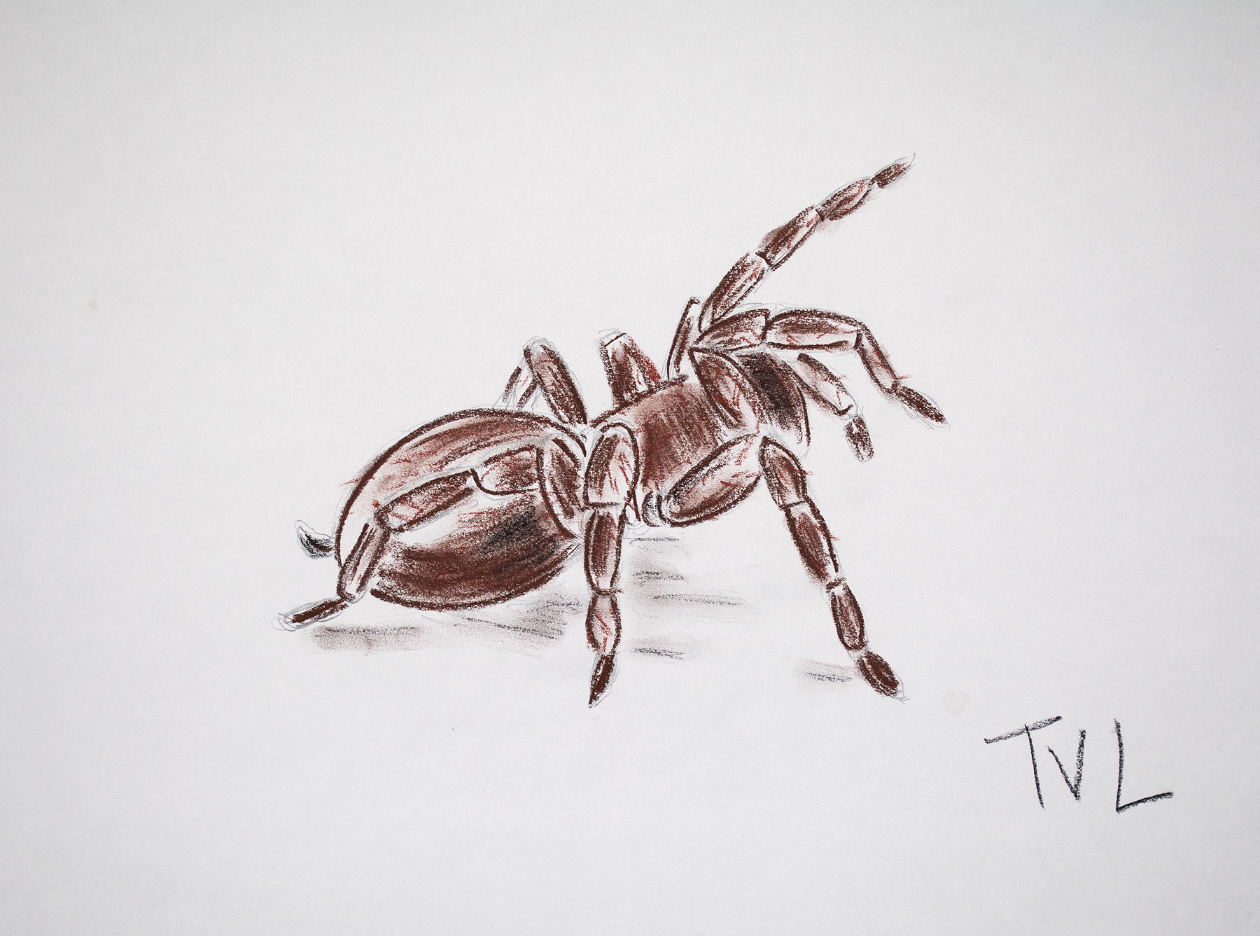 BROWN SPIDER - 14 x 11 Charcoal on Paper $125