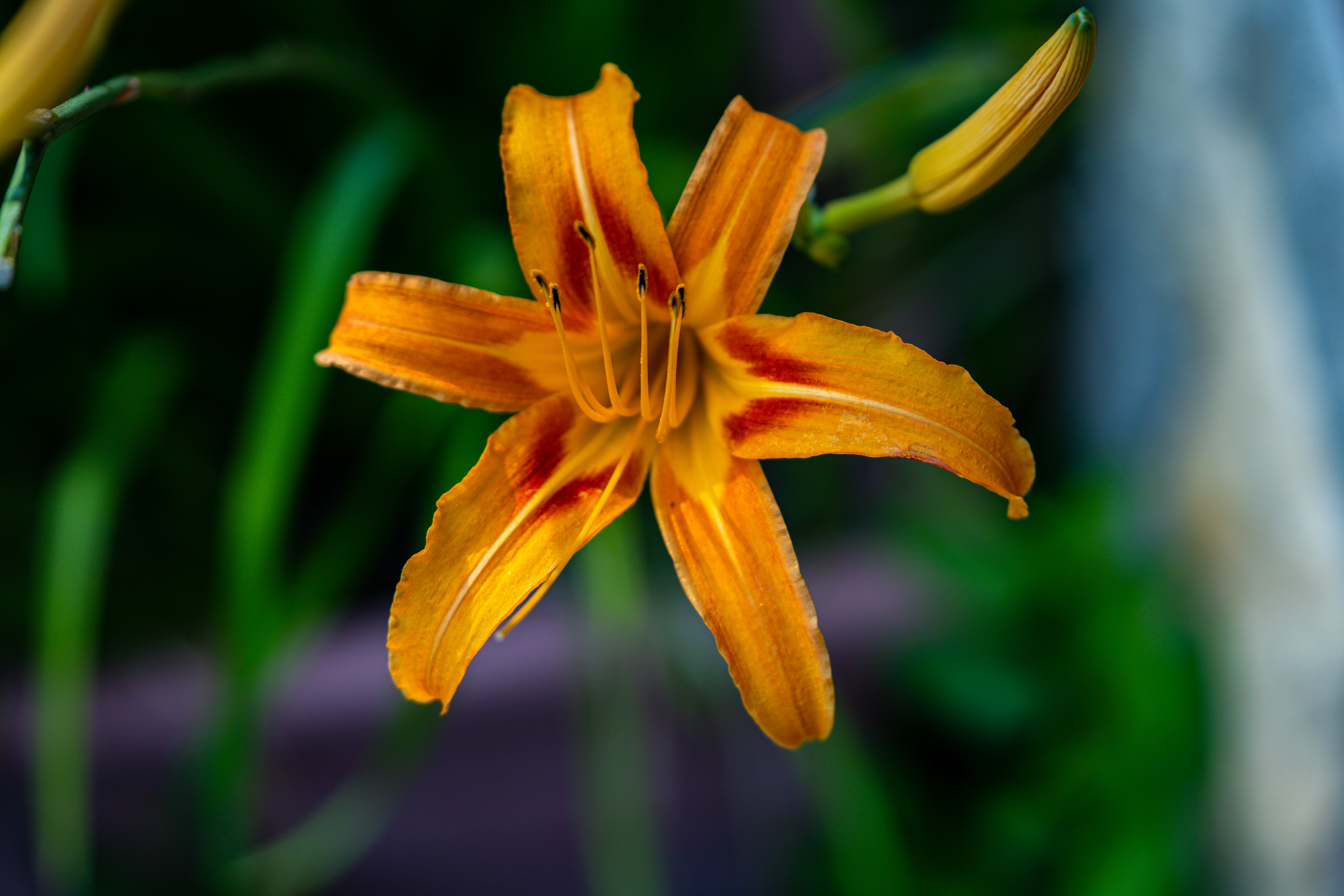 Jans Garden - Orange Lily 