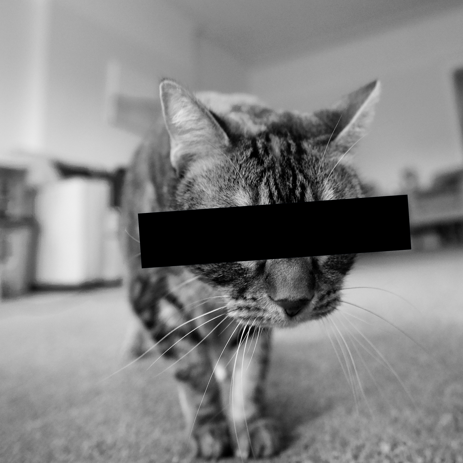 Censored Kitty