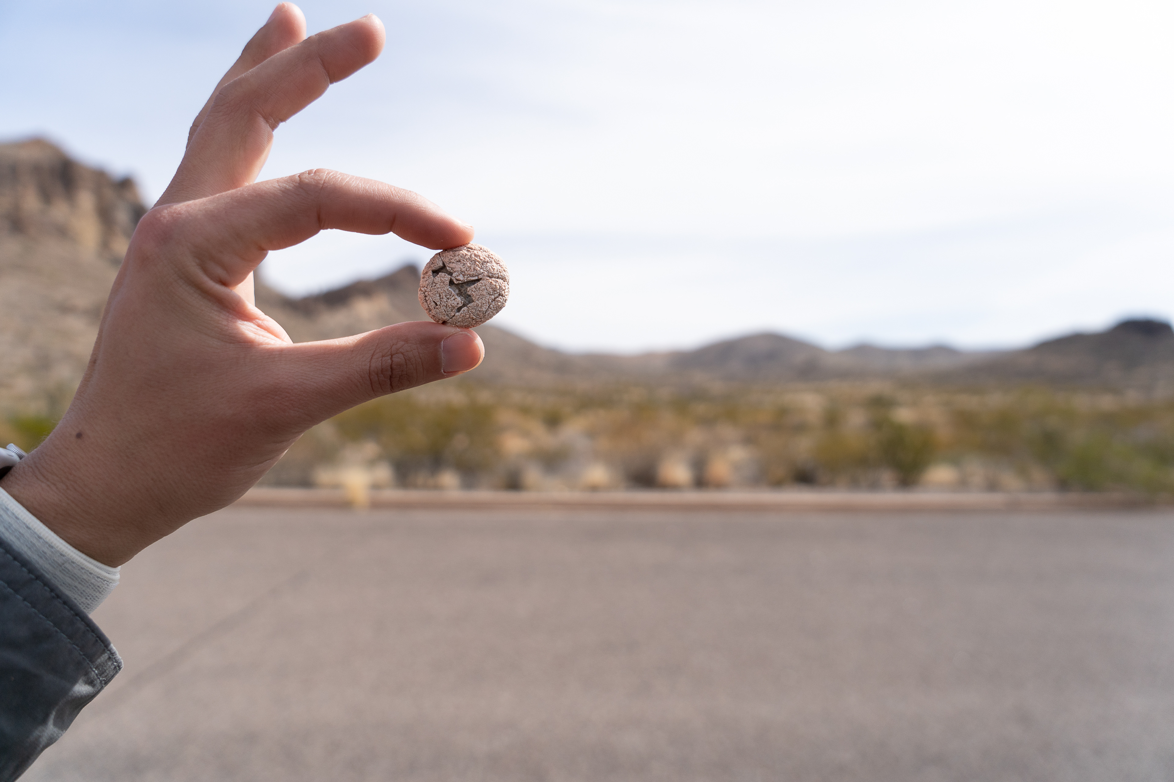 Fossilized Junior Mint