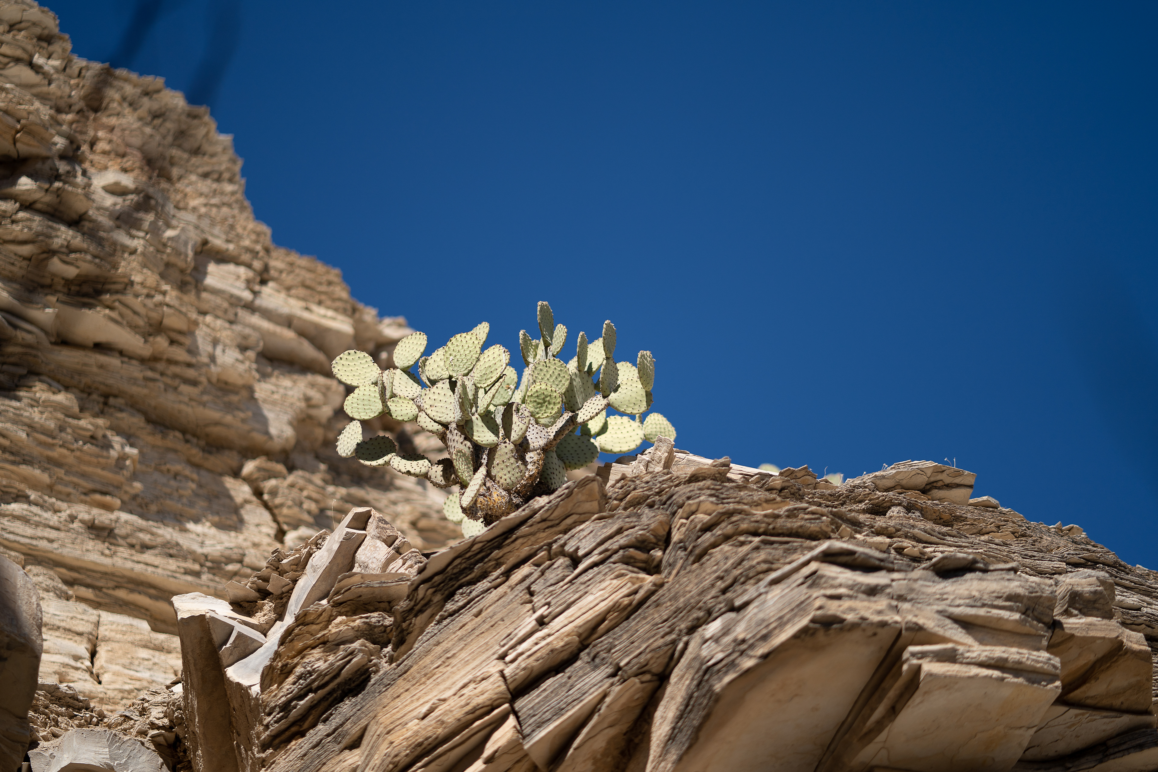 Cliffside Cacti 