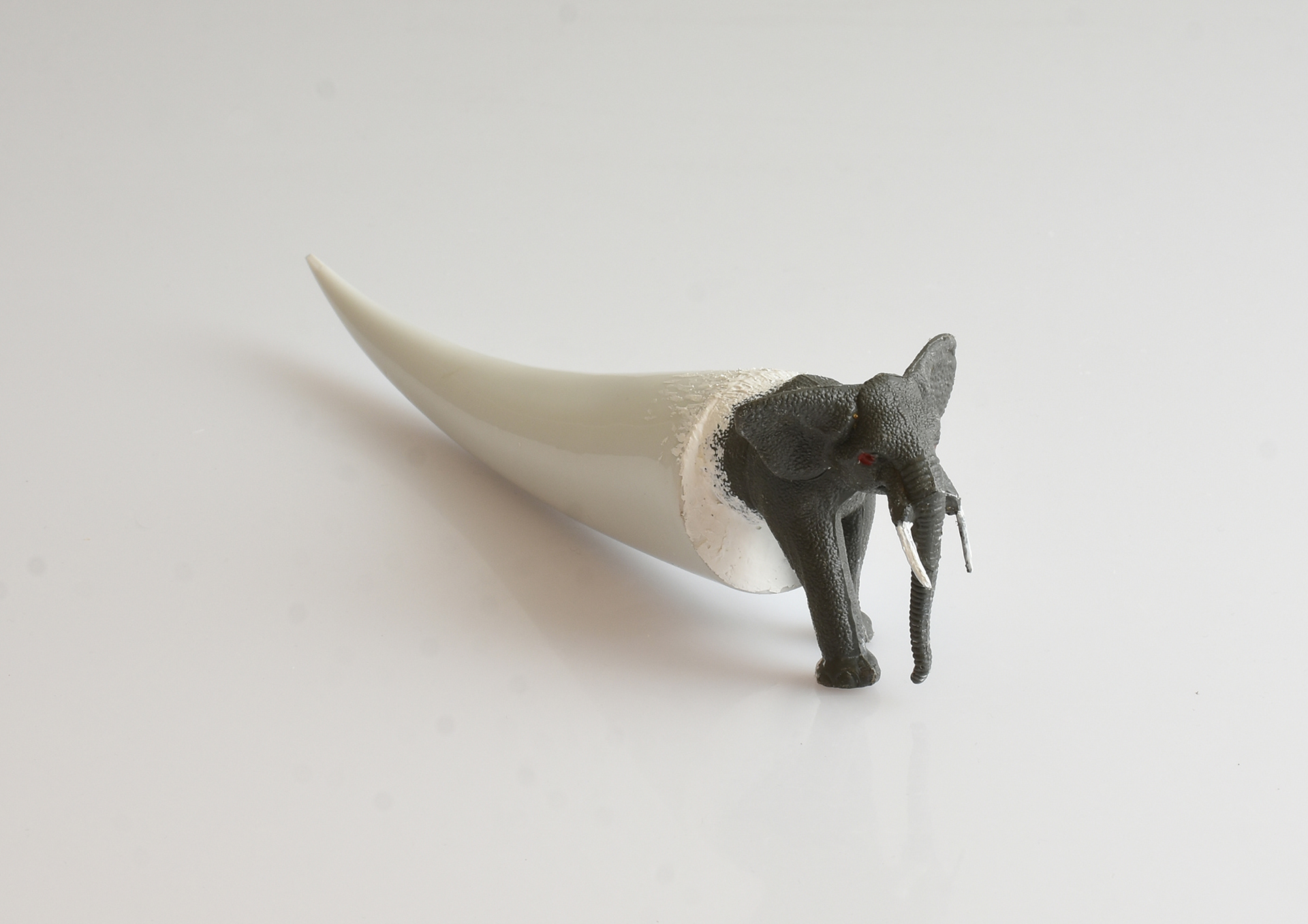 Pieter Stockmans - Ivorifant