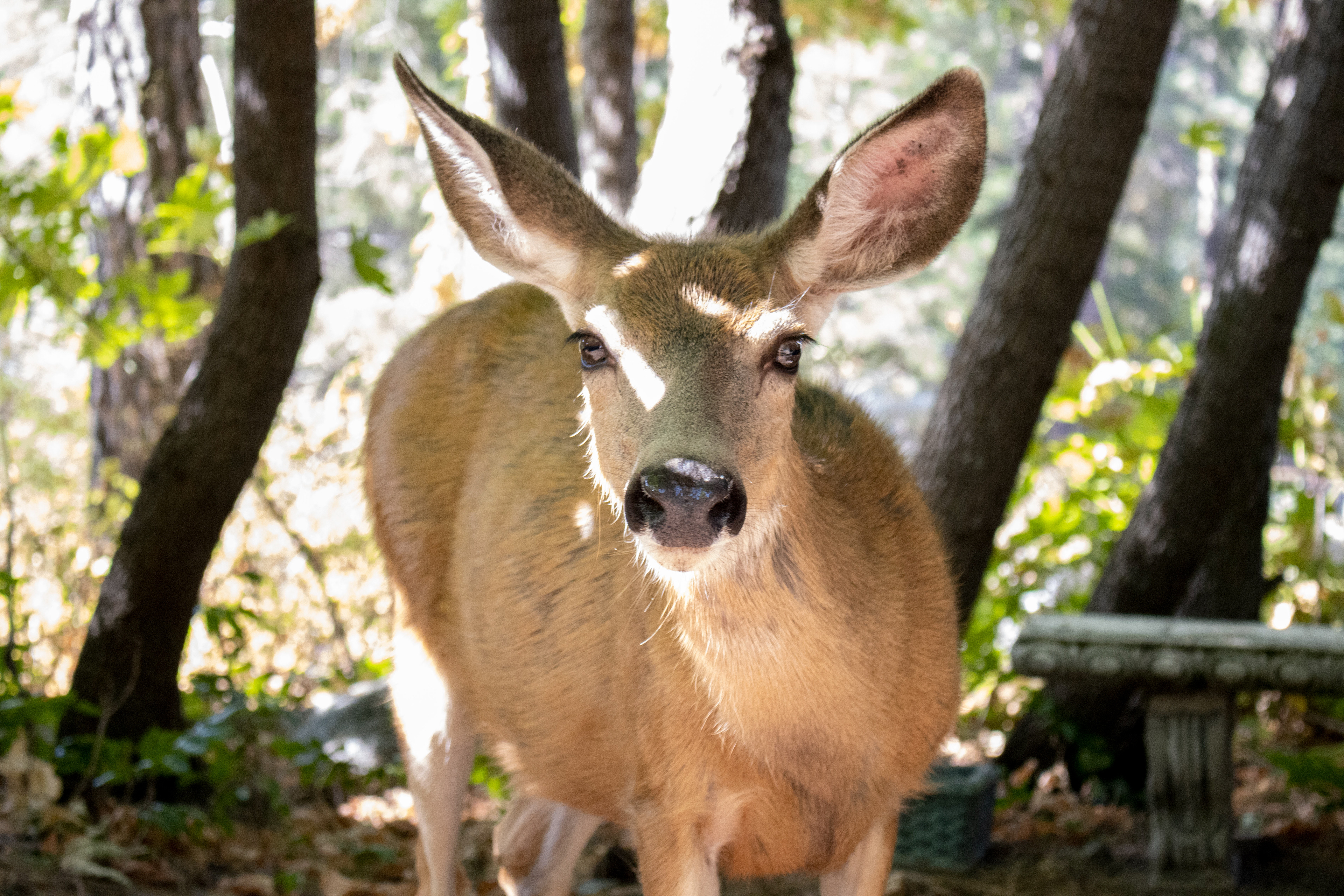 A doe wanders through a wooded area on August 29, 2020, near Leavenworth, Wash.