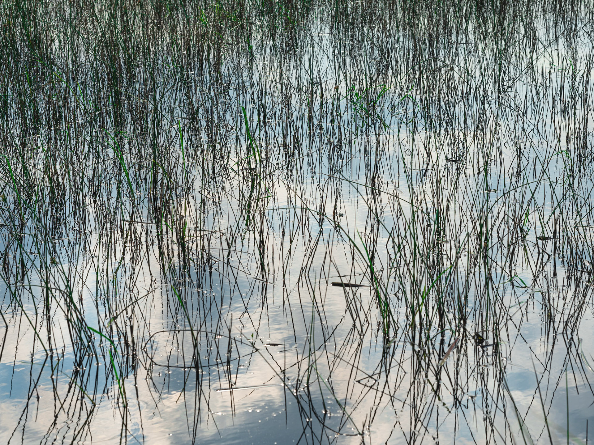Großes Torfmoor Nettelstedt