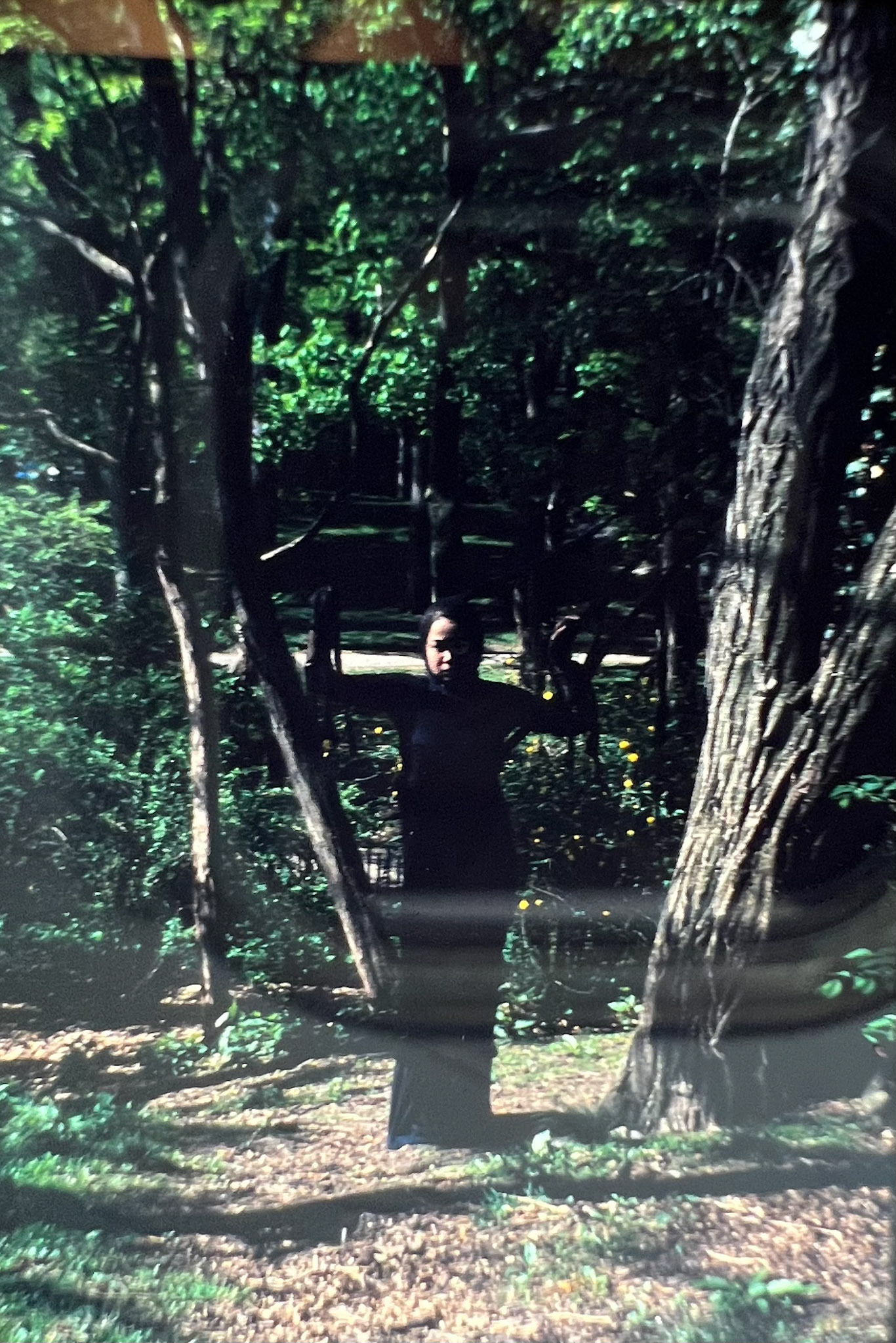 Tree 1998, Central Park