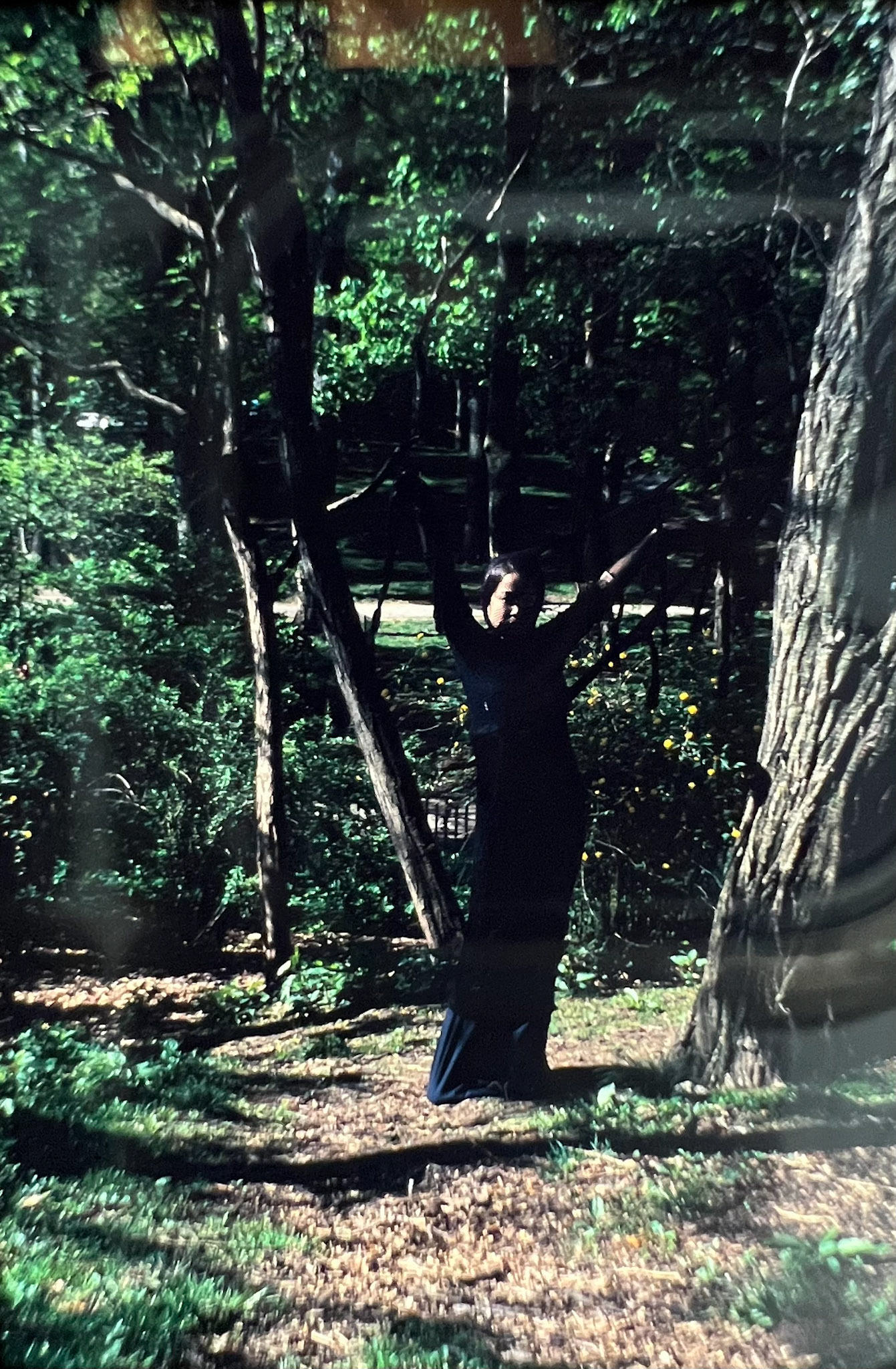 Tree 1998, Central Park