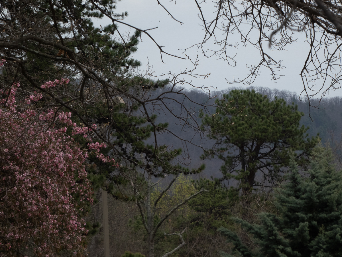 Nature in front mountains