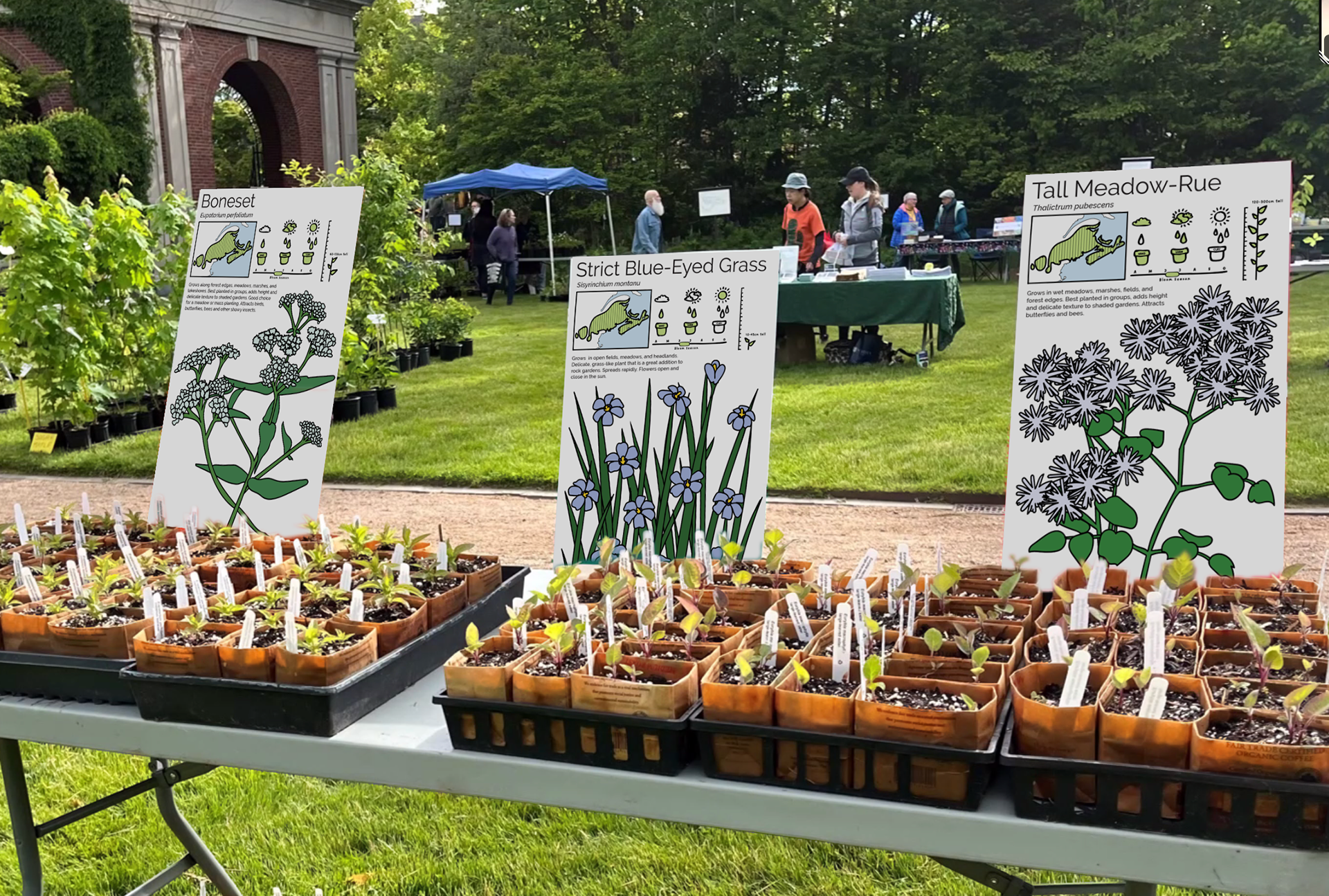 Plant information boards in context. The plant information is displayed on waterproof boards above the seedlings being sold. The name and illustration are visible from across the tables, and the details are at the top where they won't be blocked by taller seedlings.