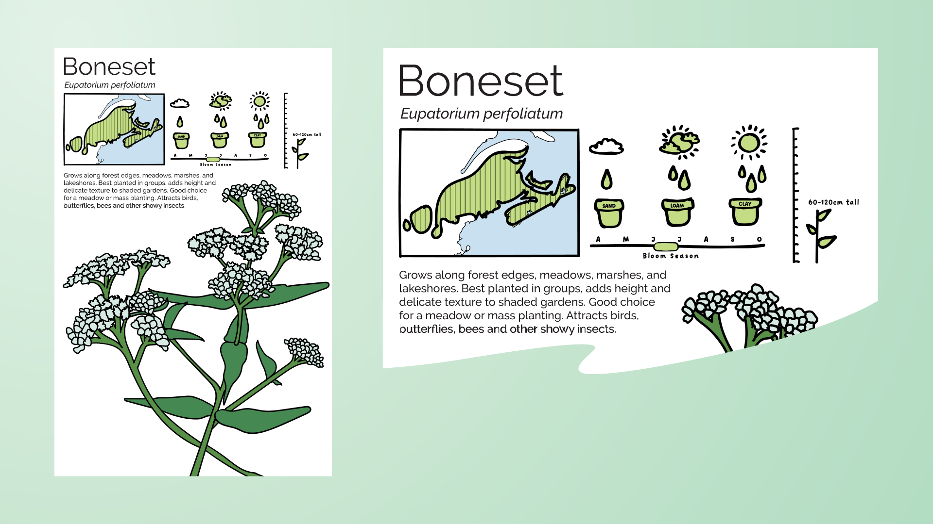 Plant information poster for Boneset. Each plant available for sale will have an information poster displaying its native region, care needs, and ecological benefits. The posters also show what the plant will look like when fully grown.