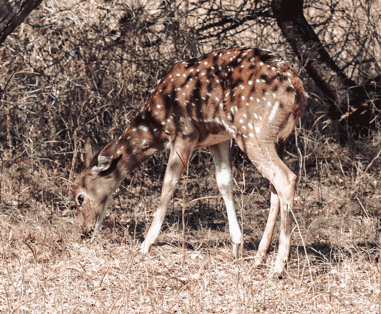 GUJARAT