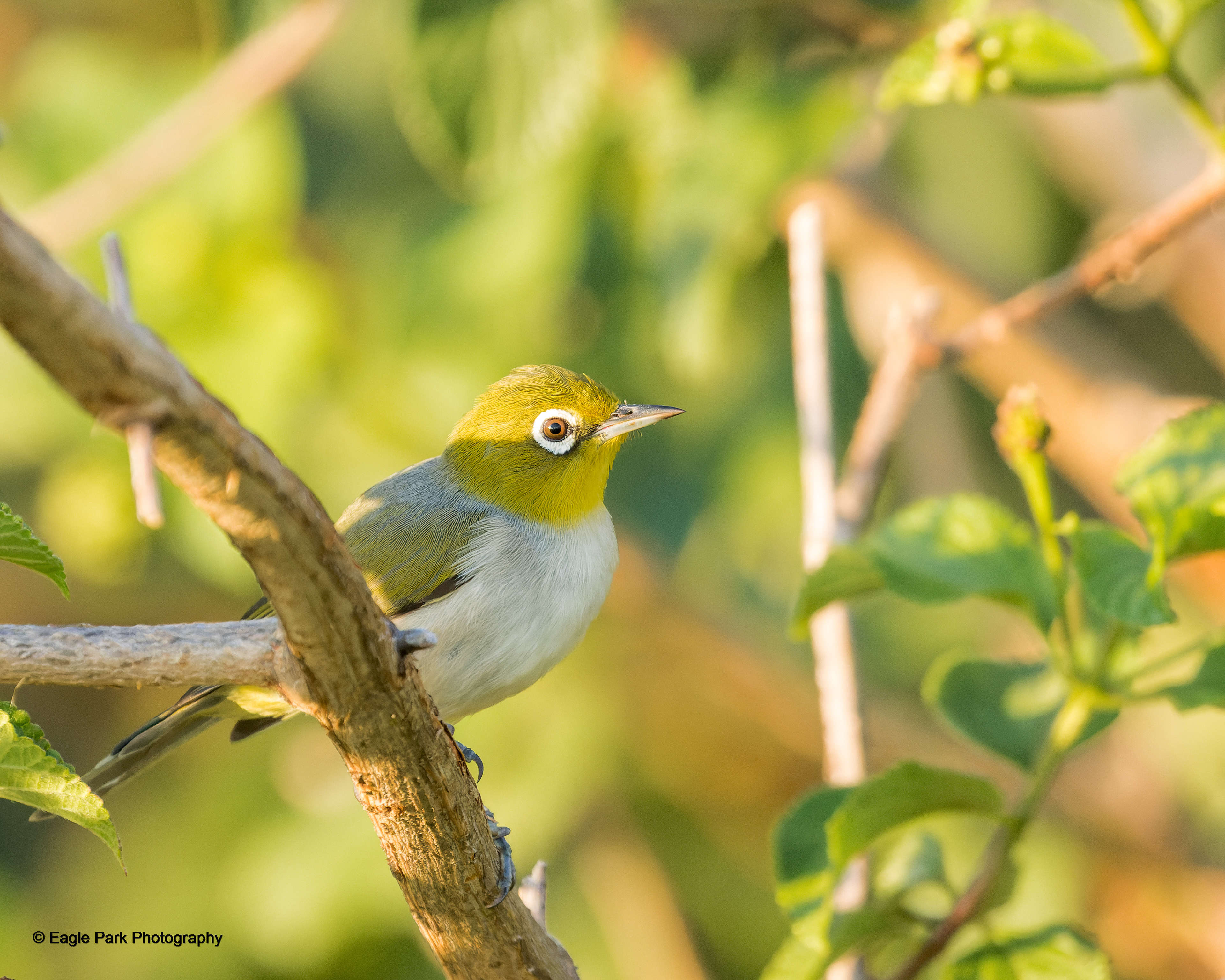 Silvereye