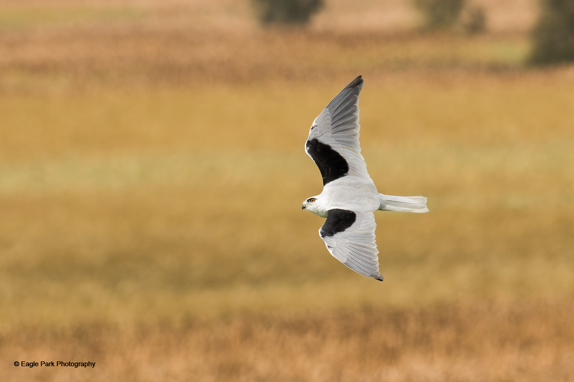 Black Shouldered Kite
