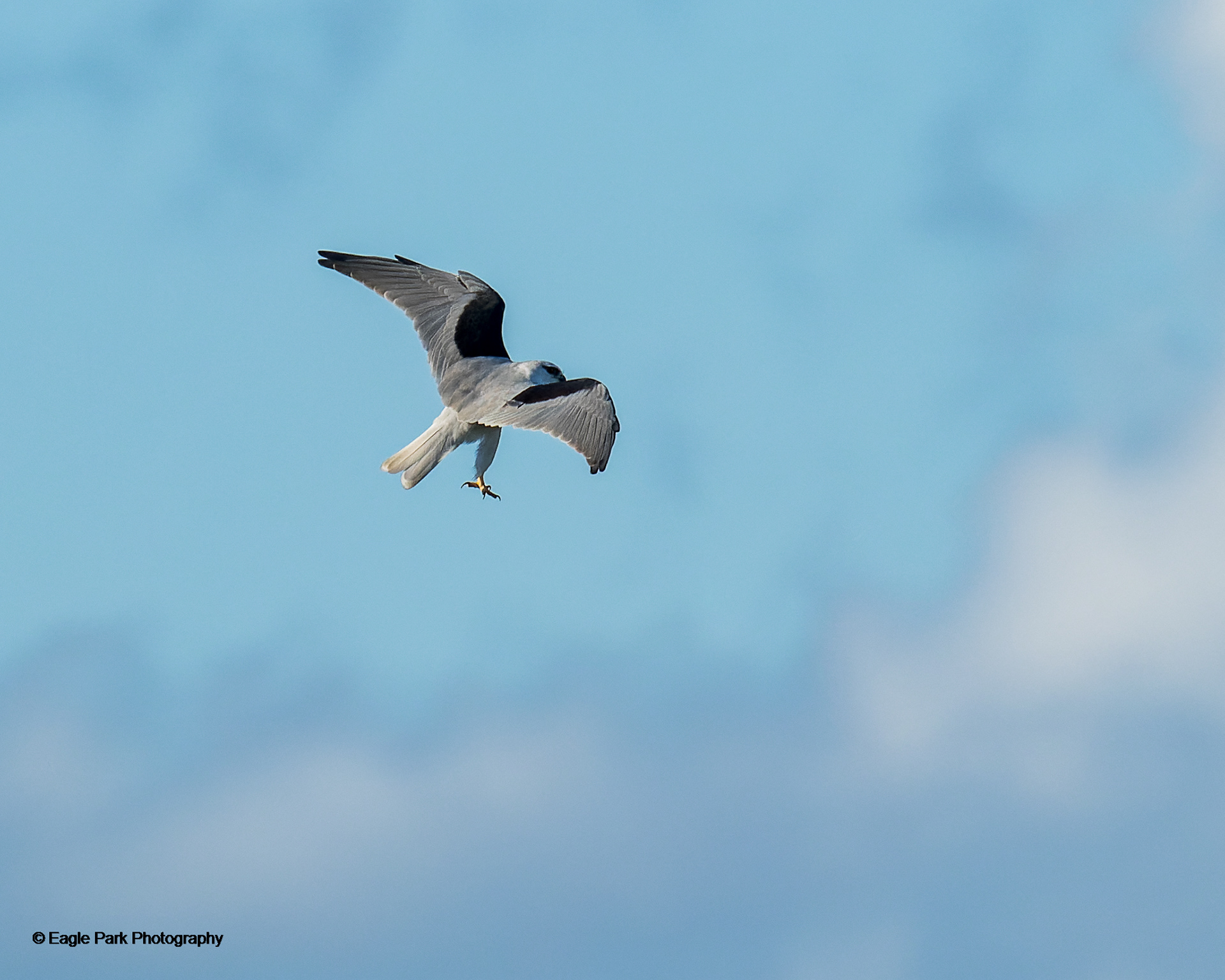 Black Shouldered Kite