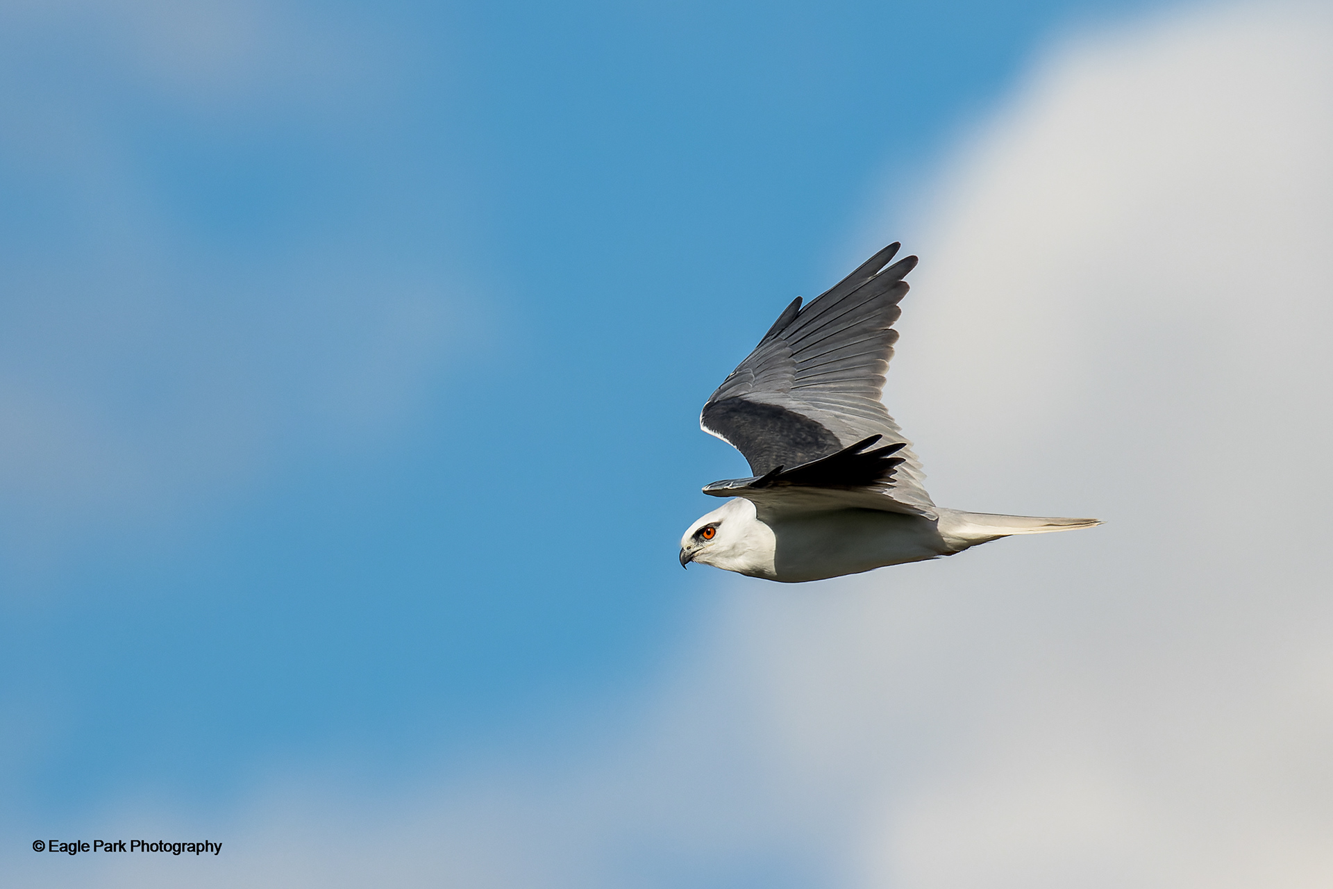 Black Shouldered Kite