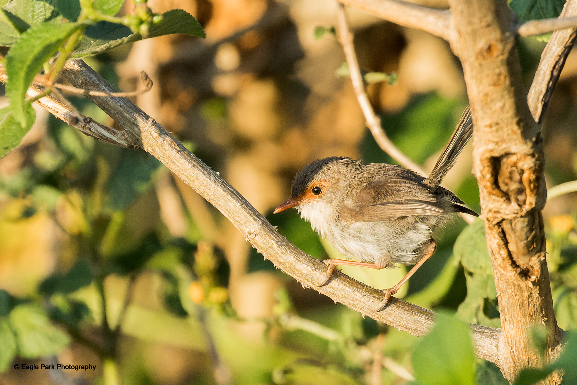 Female Fairy Wren
