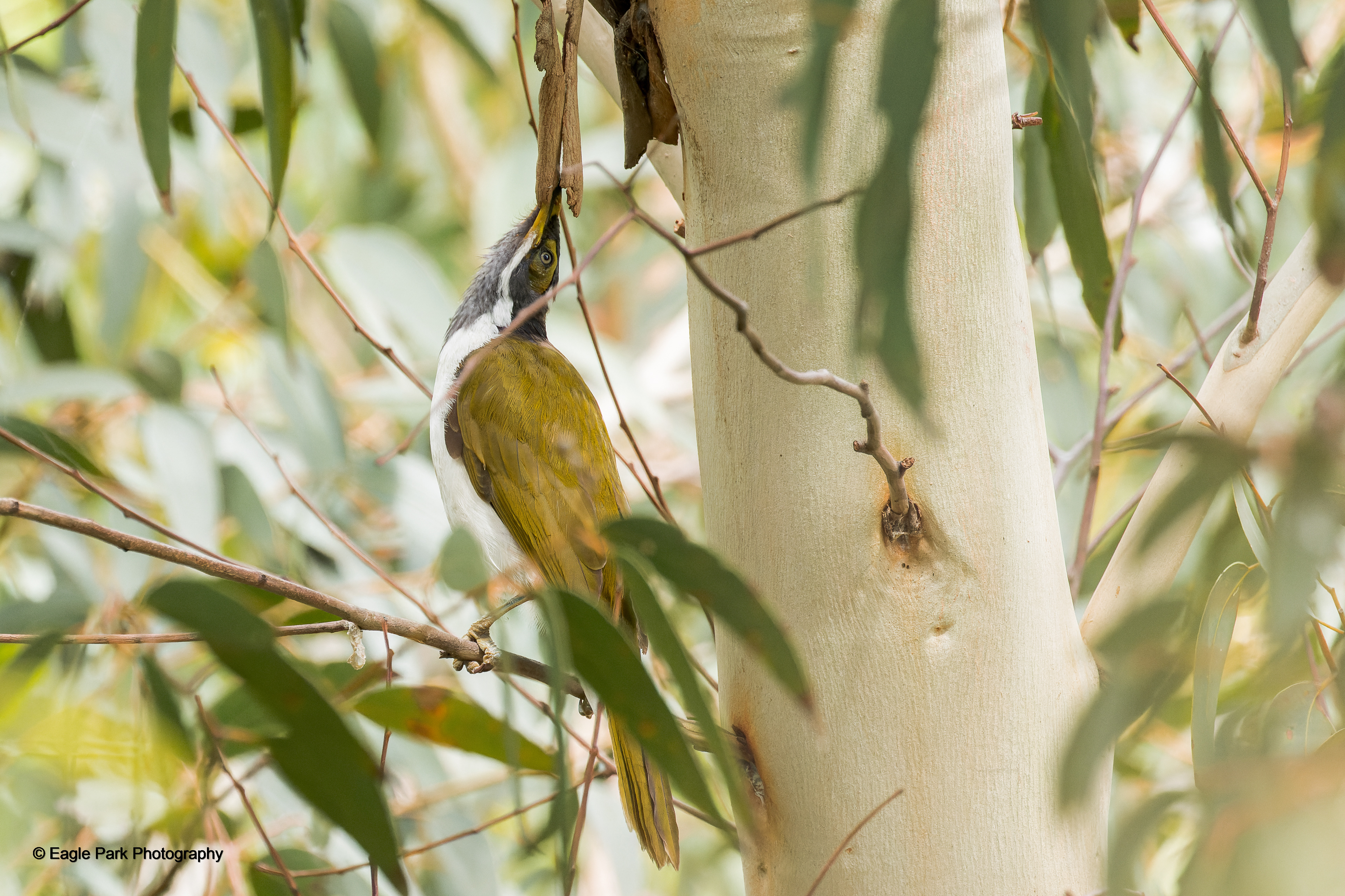 Blue Faced Honeyeater