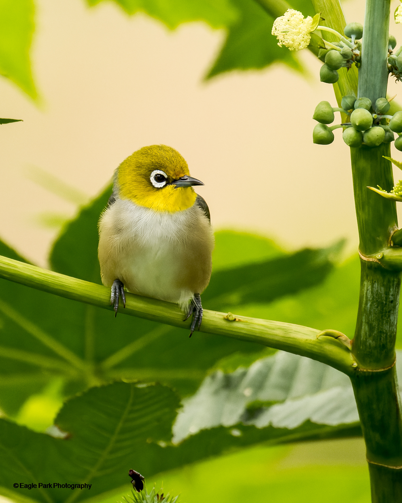 Silvereye