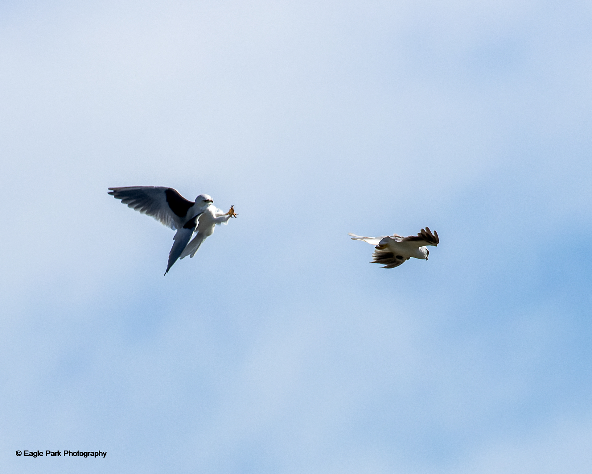 Black Shouldered Kite