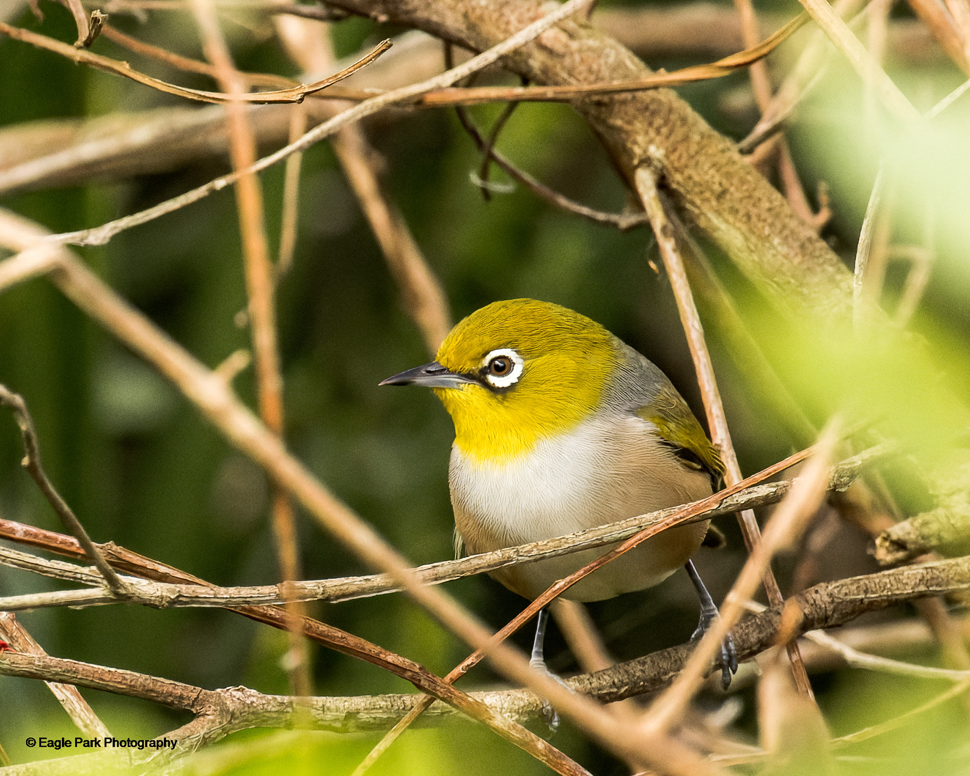 Silvereye