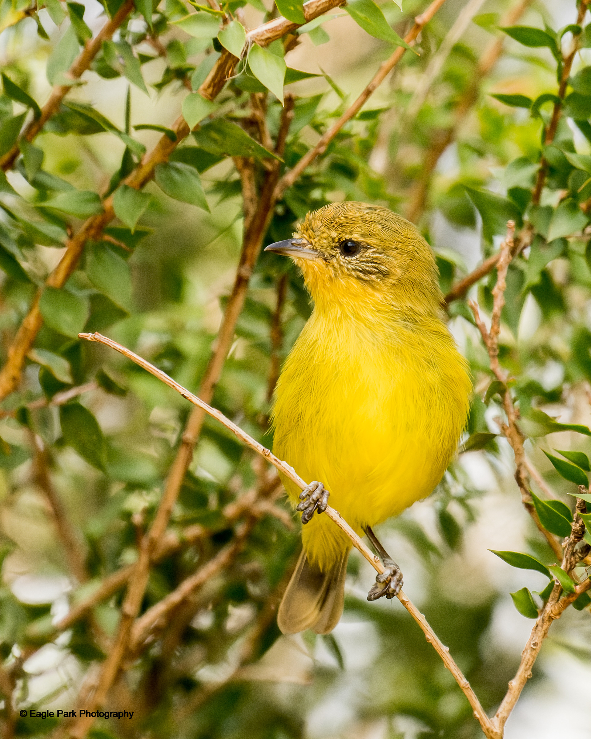 Yellow Thornbill