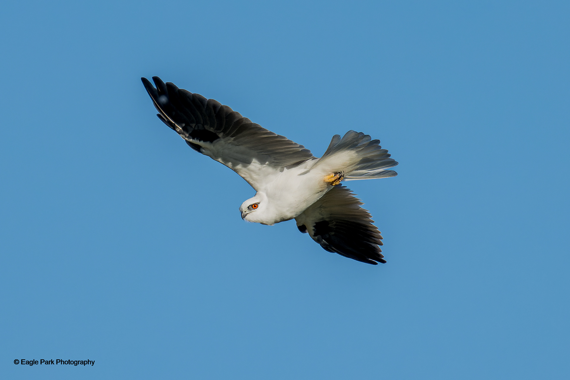 Black Shouldered Kite