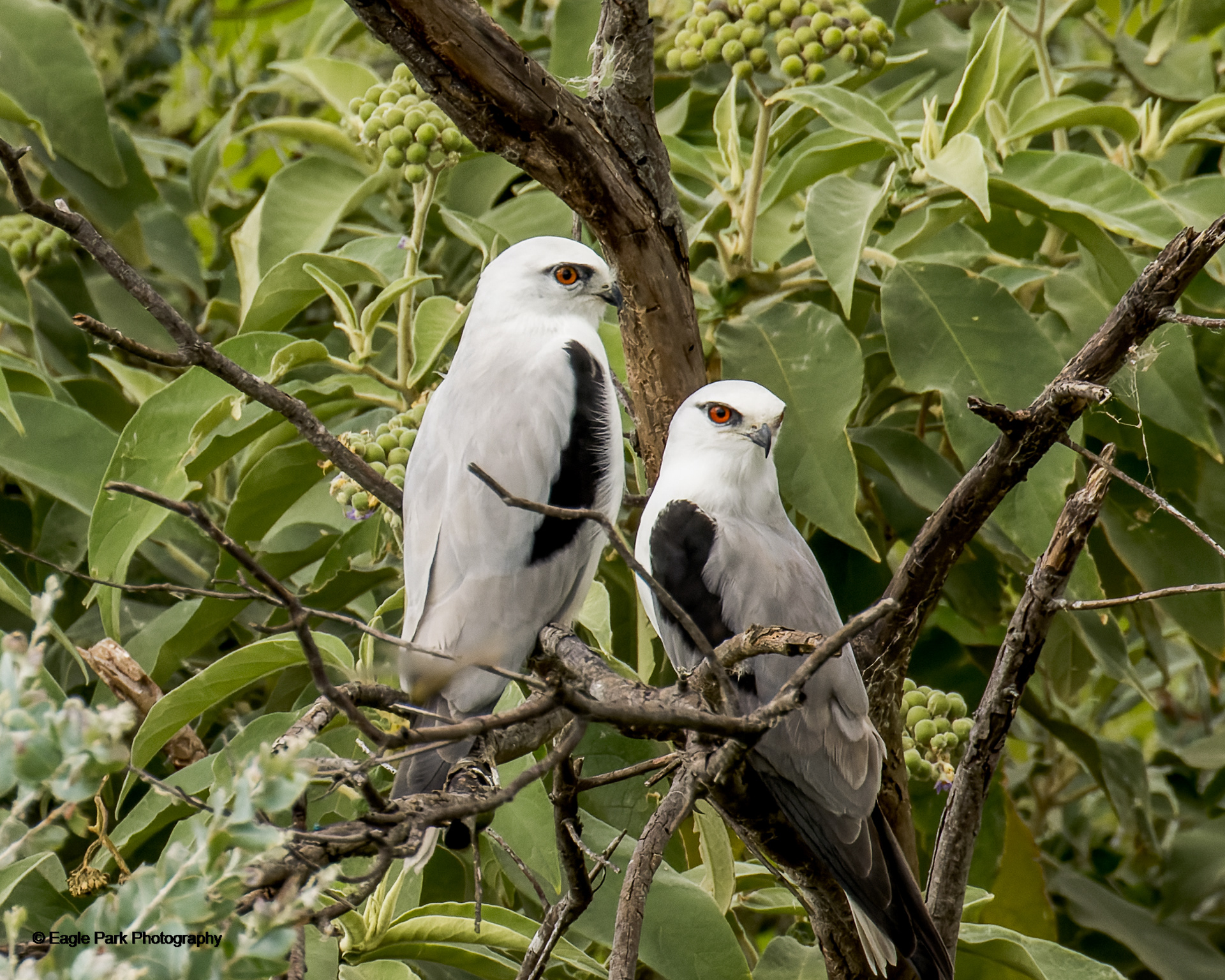 Black Shouldered Kite