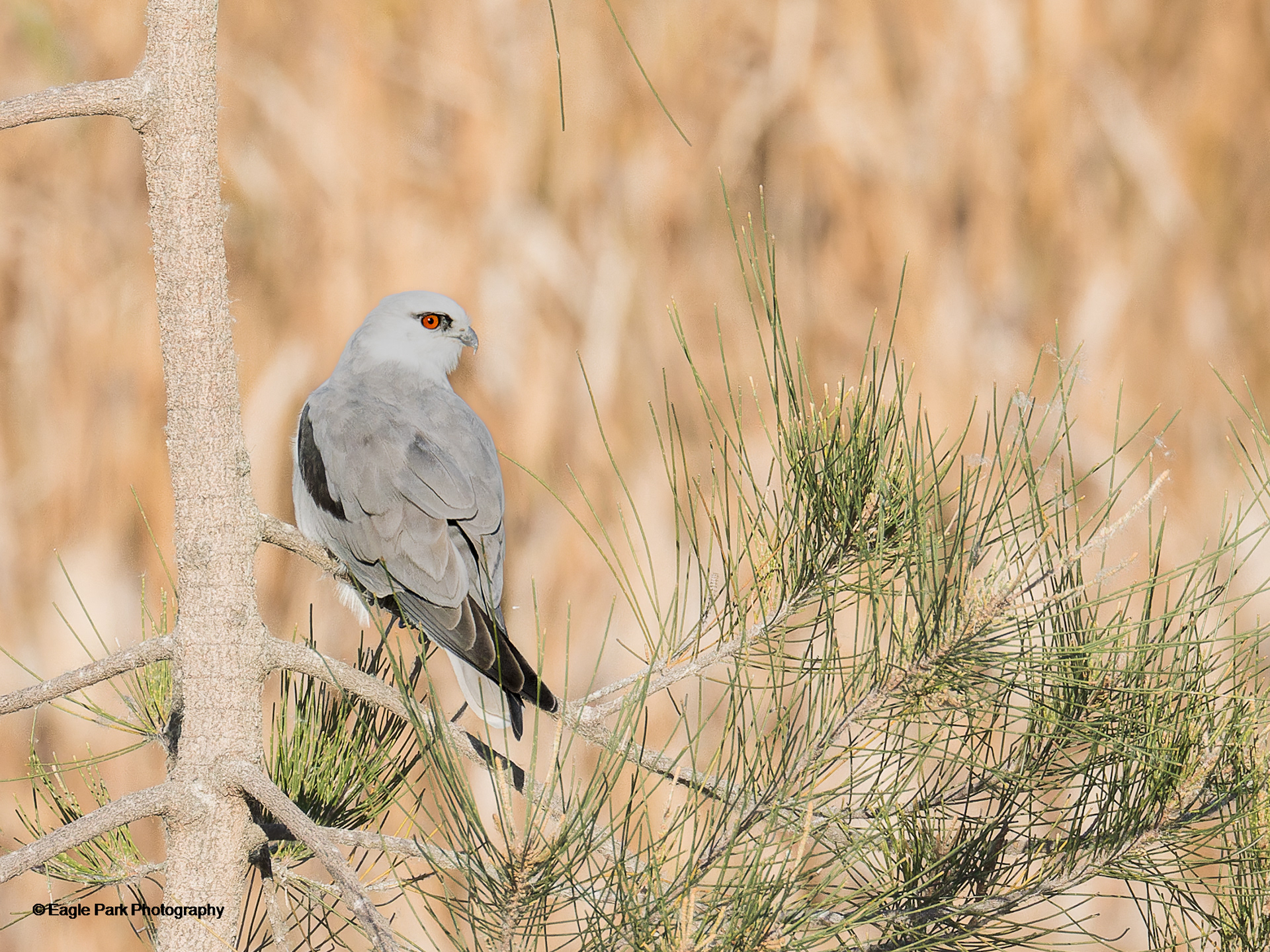 Black Shouldered Kite