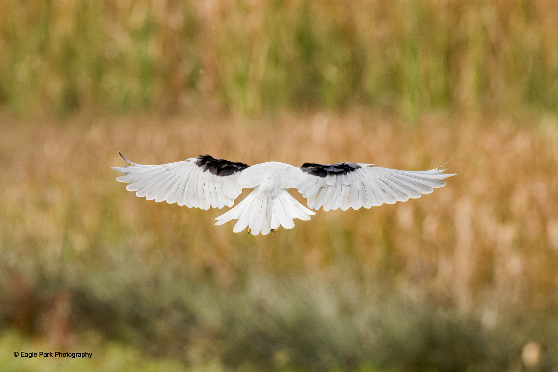 Black Shouldered Kite
