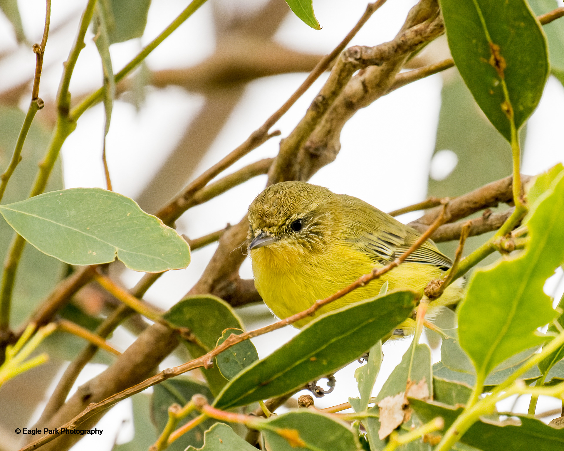 Yellow Thornbill