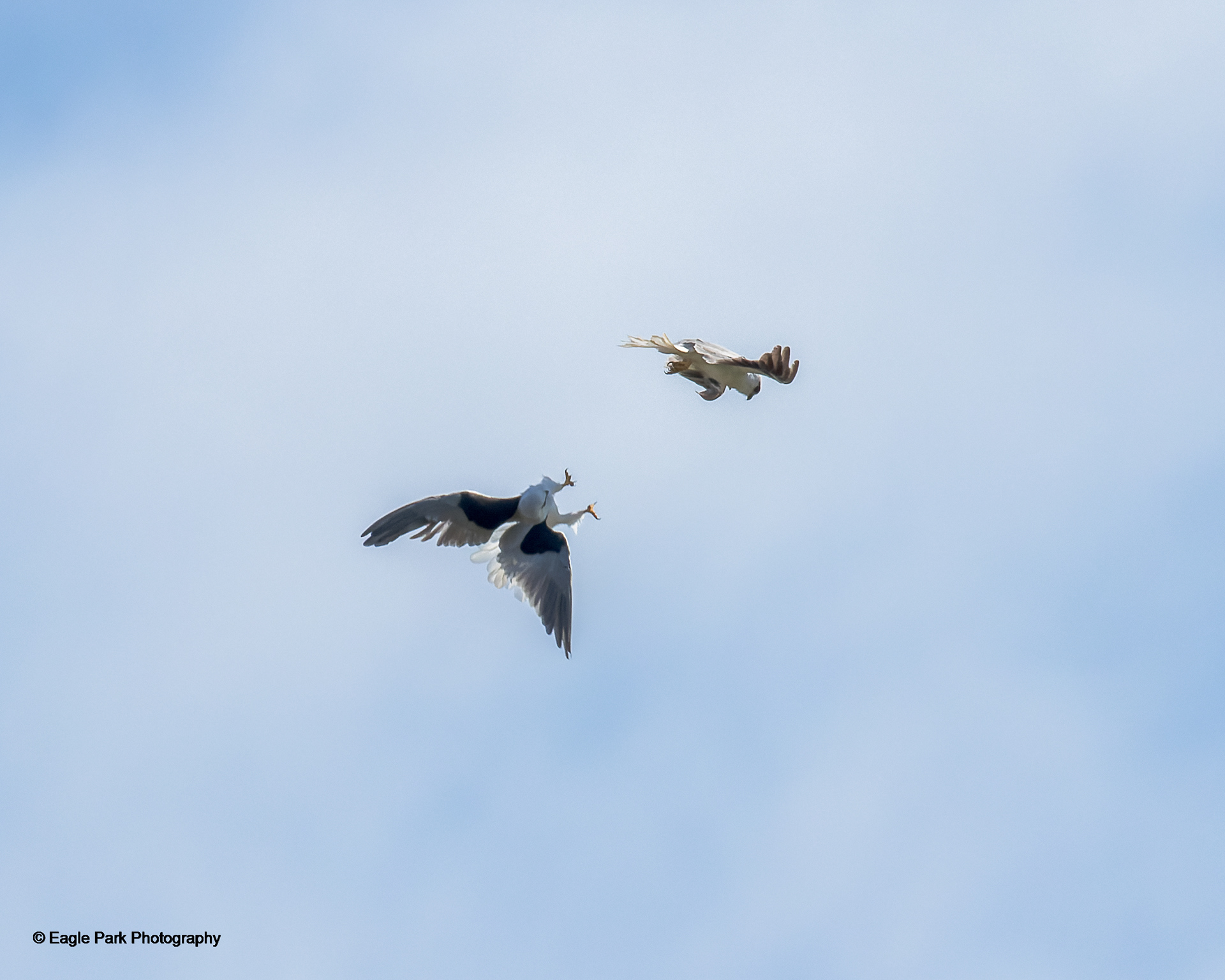 Black Shouldered Kite