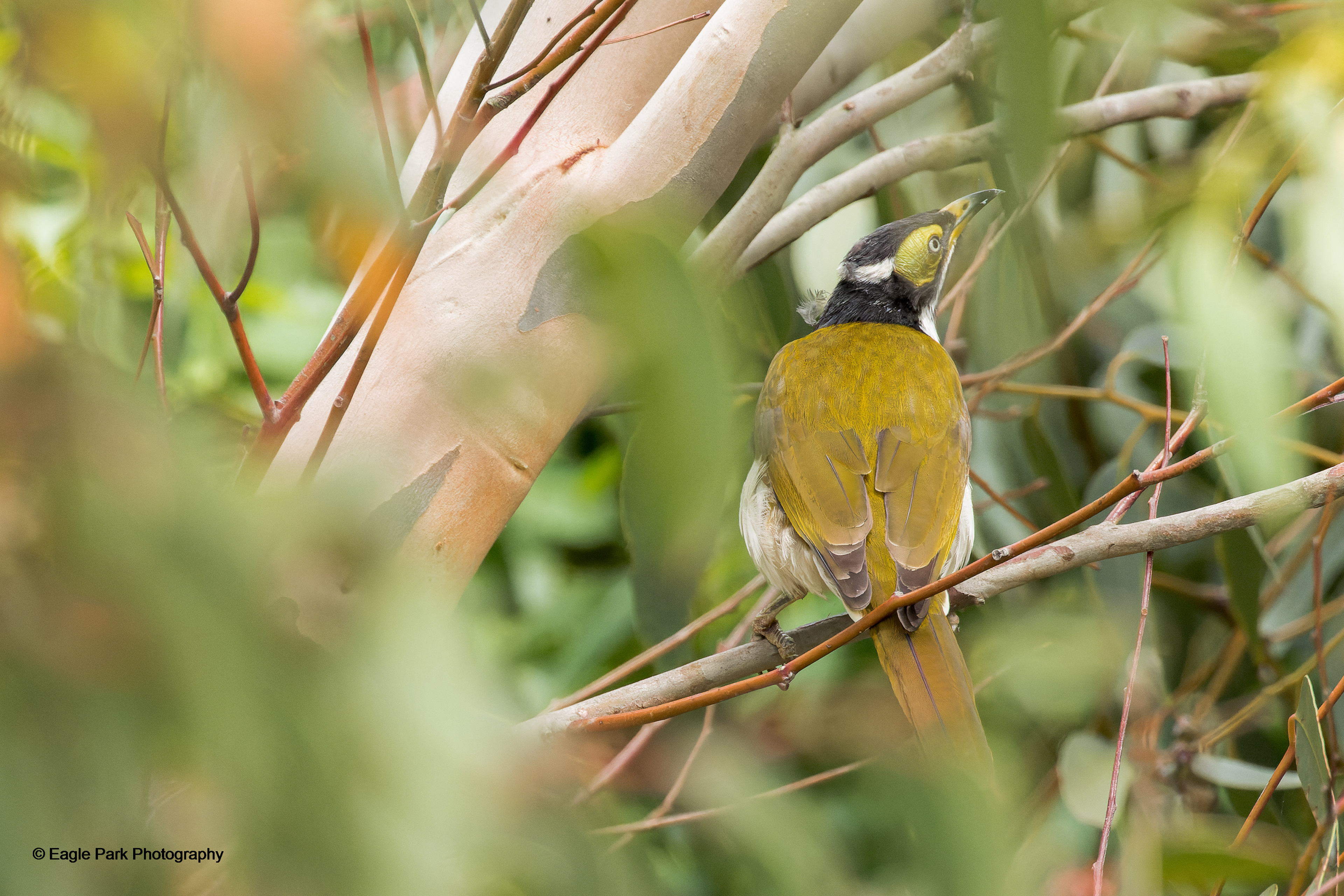 Blue Faced Honeyeater