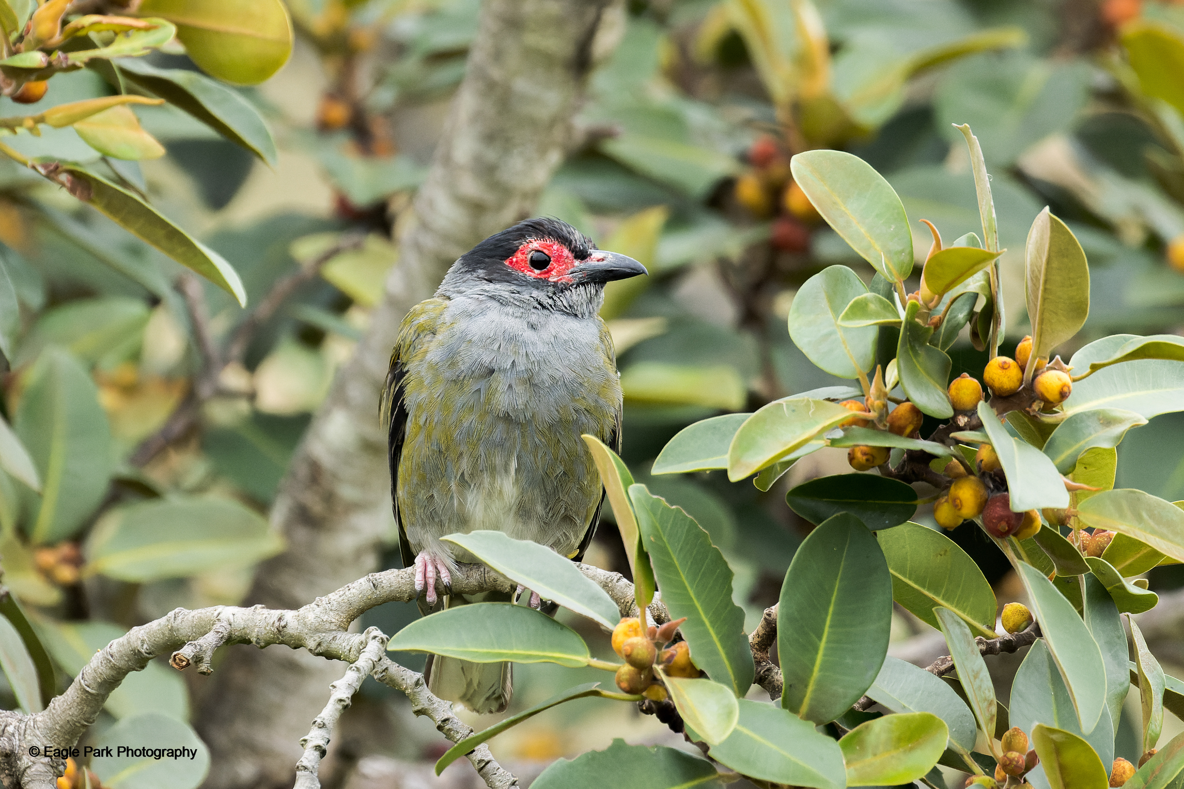 Australasian Fig Bird
