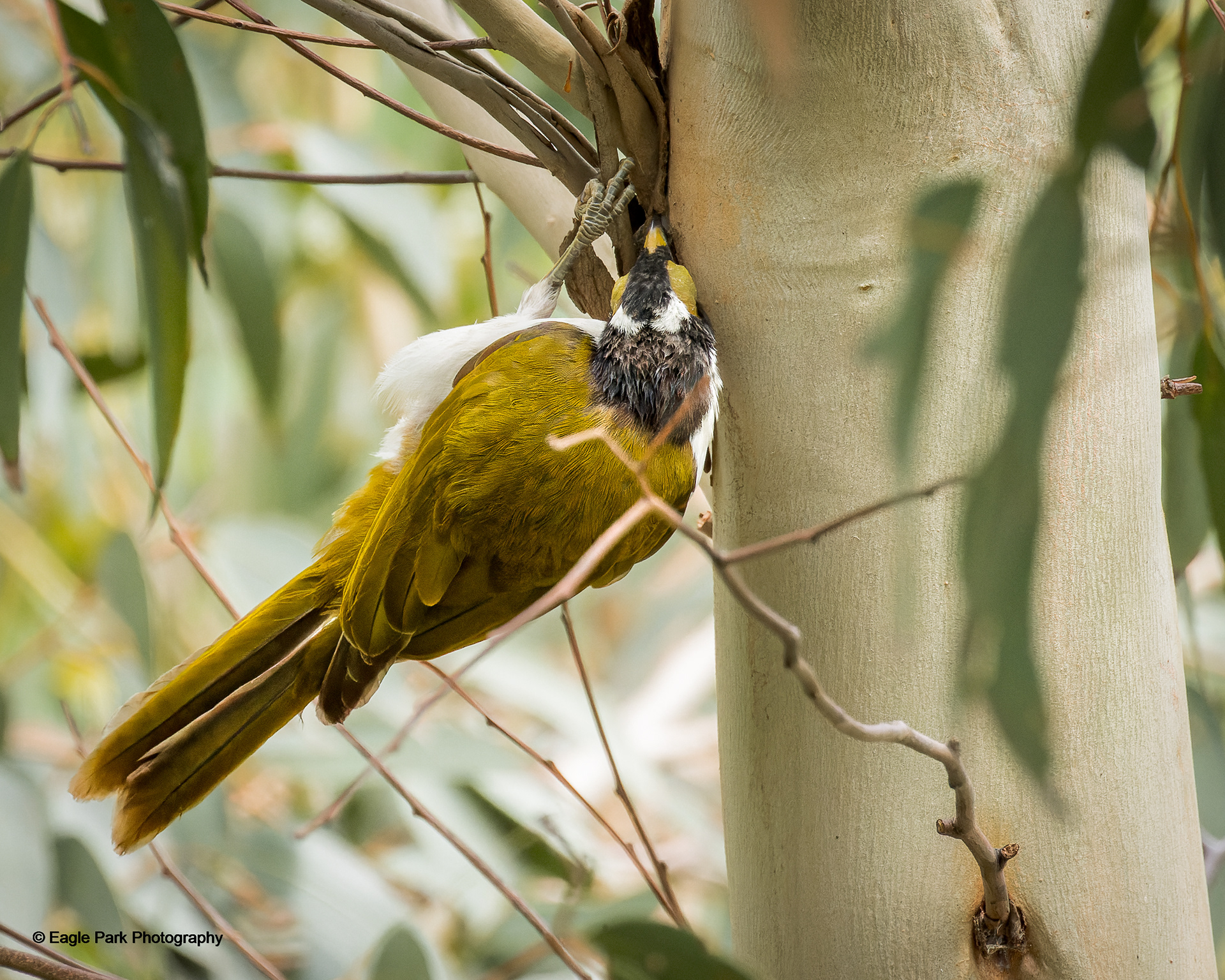 Blue Faced Honeyeater