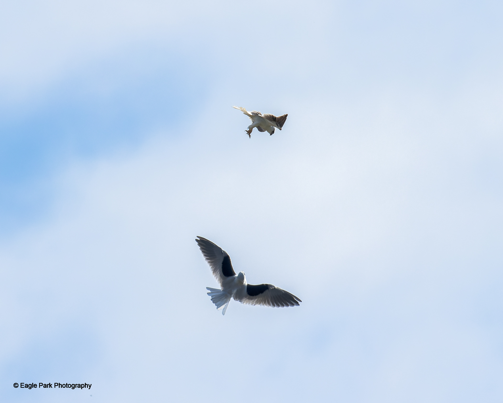Black Shouldered Kite