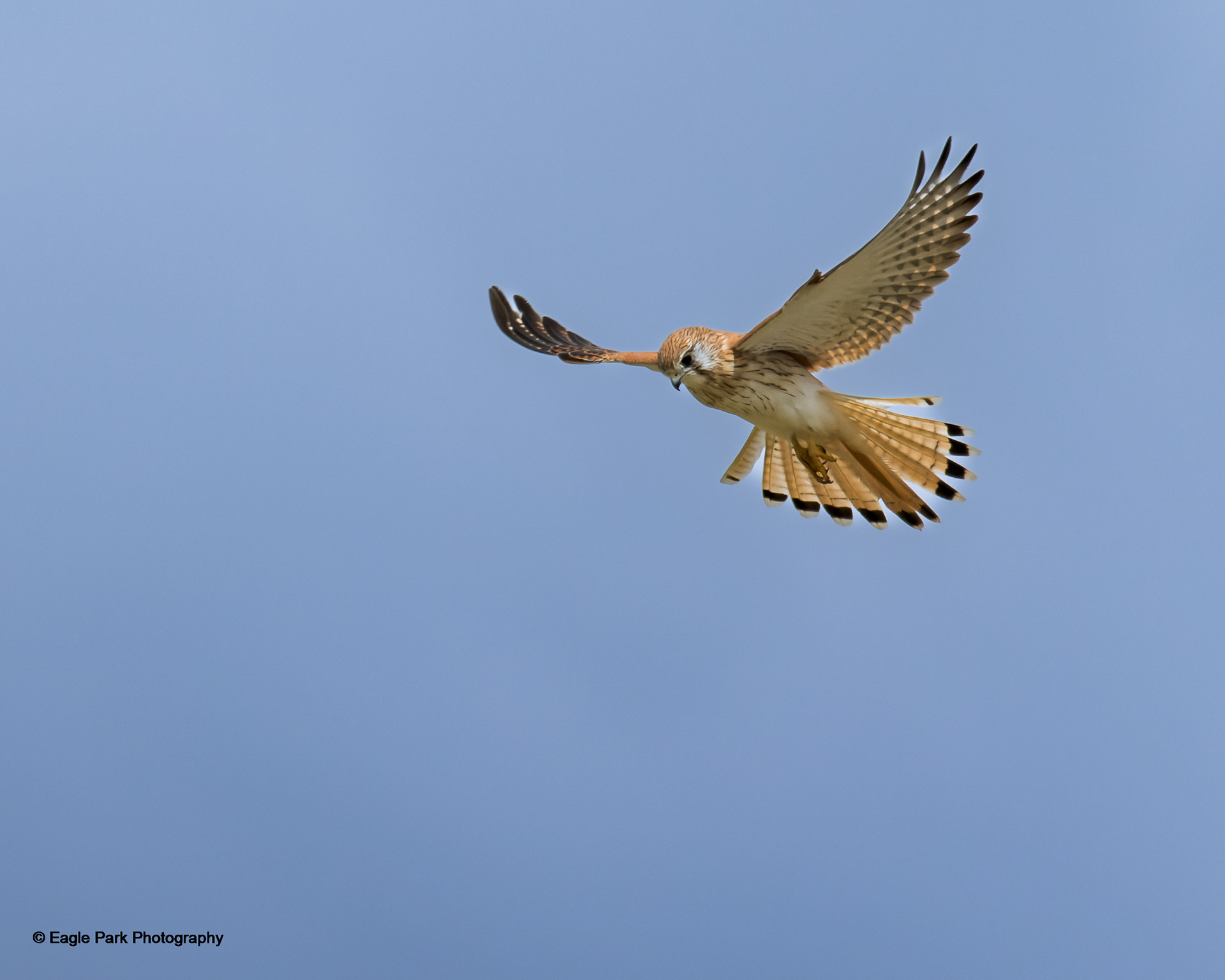 Nankeen Kestral