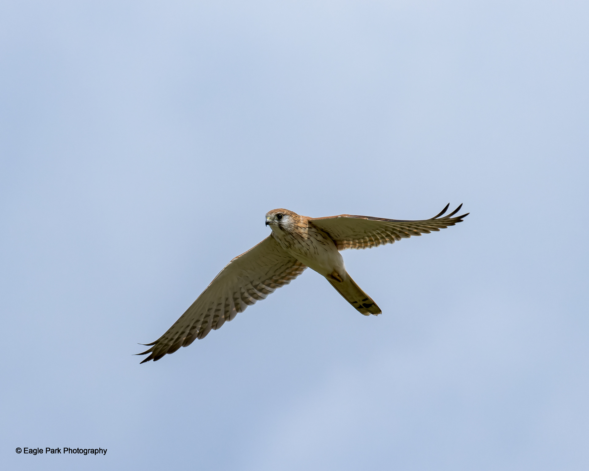 Nankeen Kestral