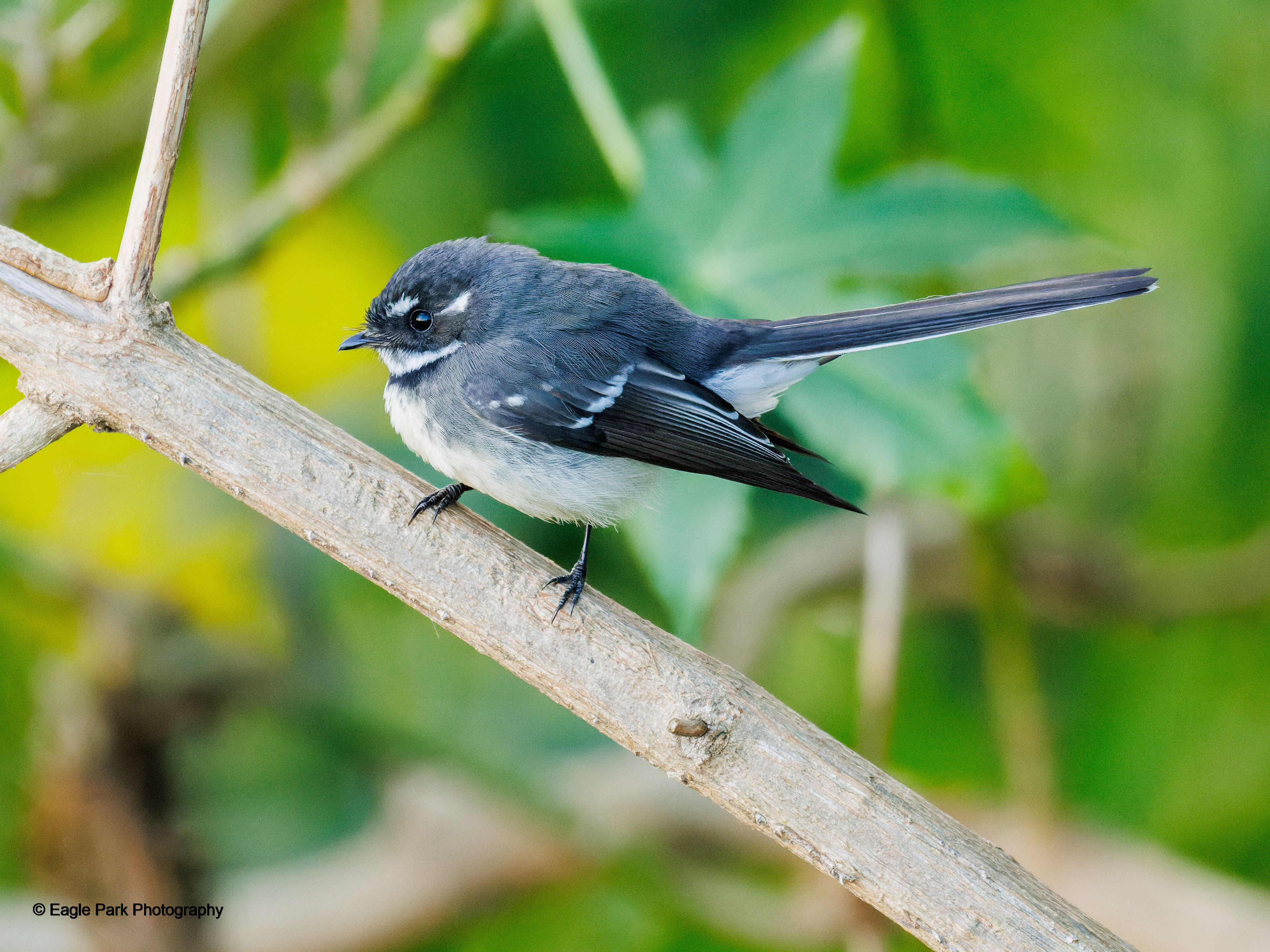 Gray Fantail