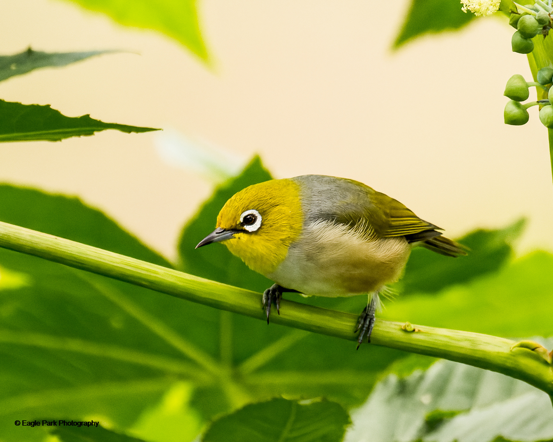 Silvereye