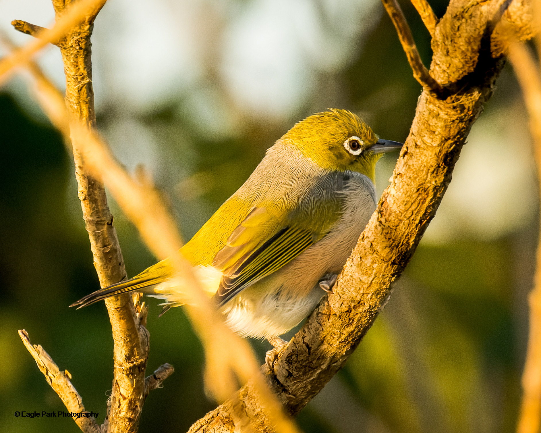 Silvereye
