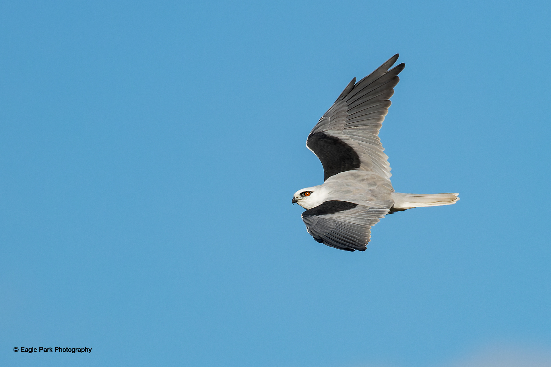 Black Shouldered Kite