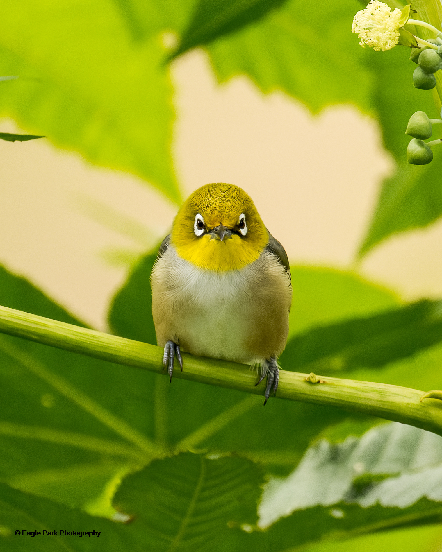 Silvereye