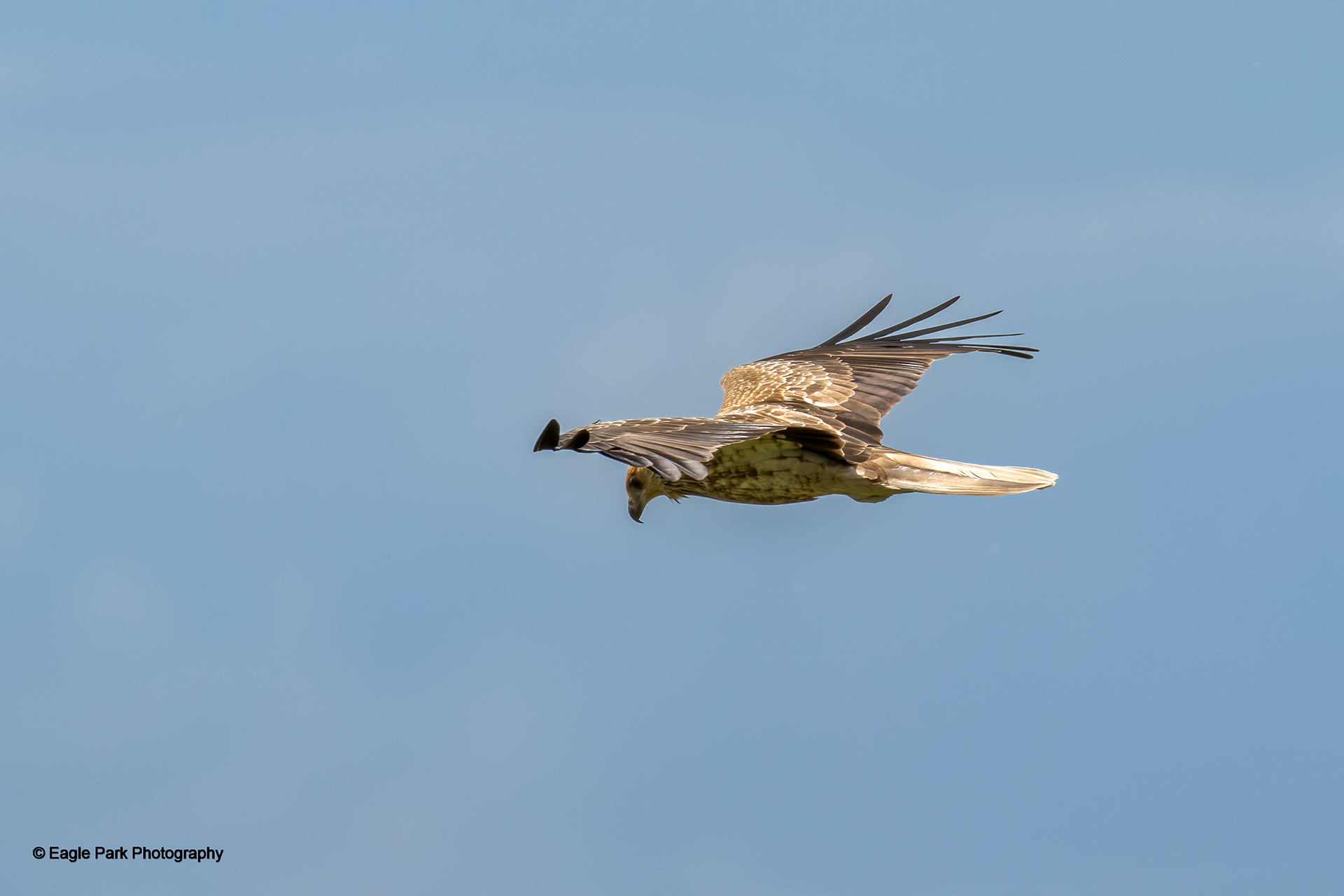 Whistling Kite
