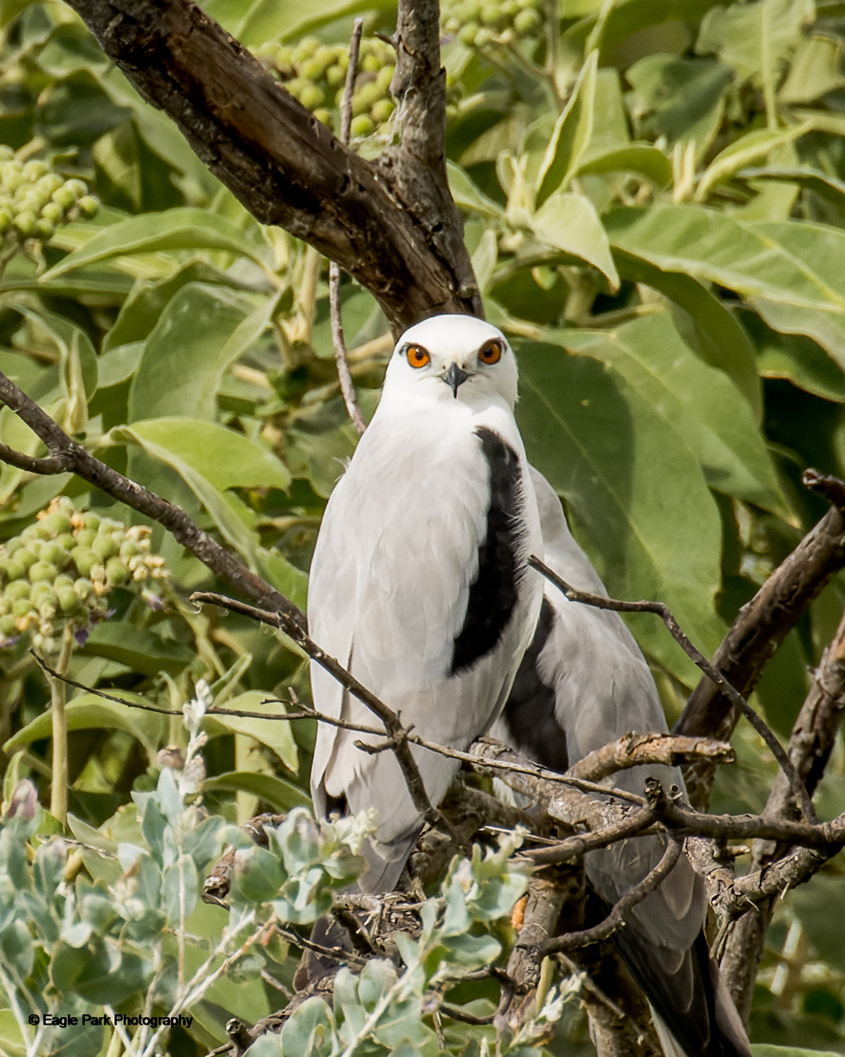 Black Shouldered Kite