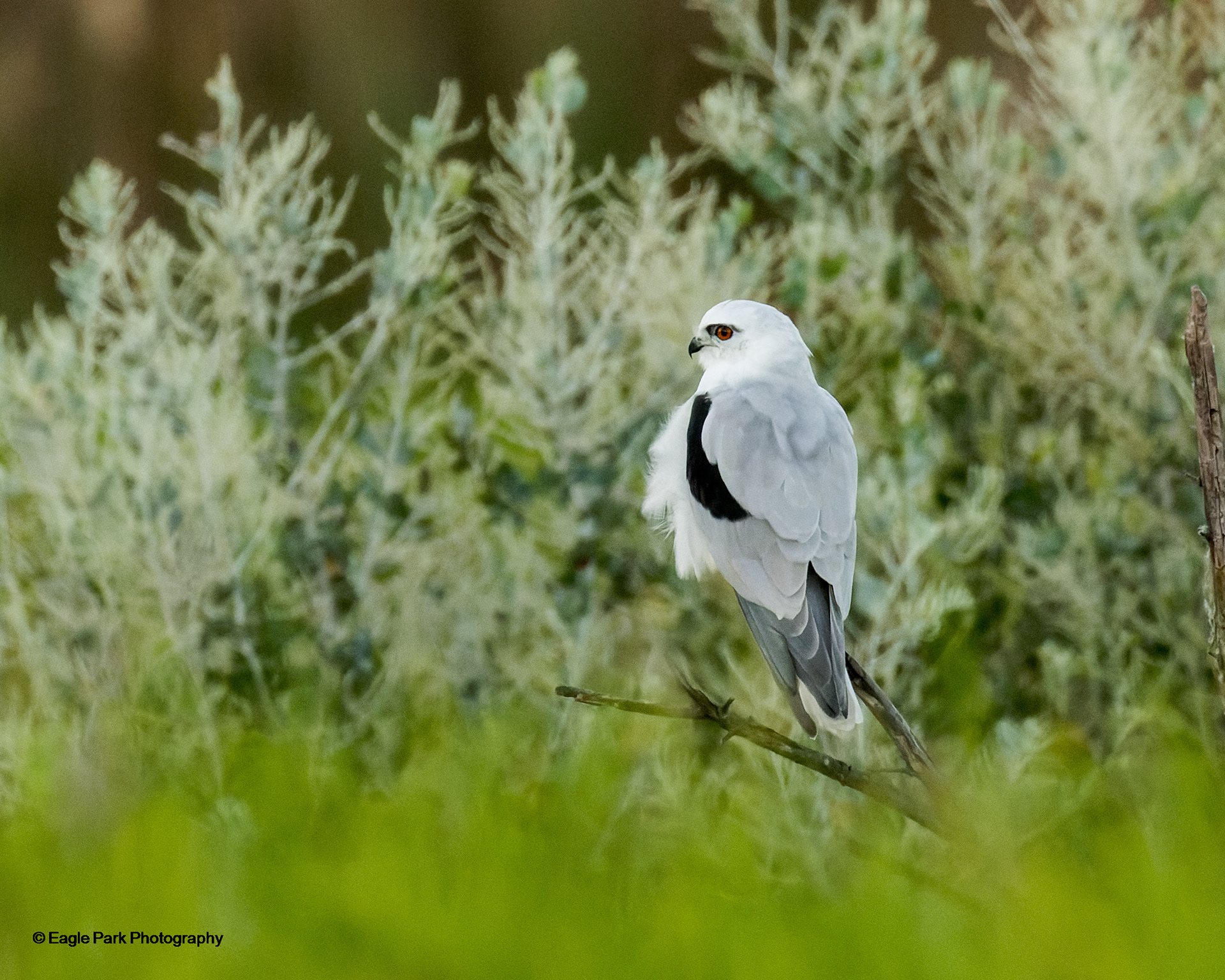 Black Shouldered Kite