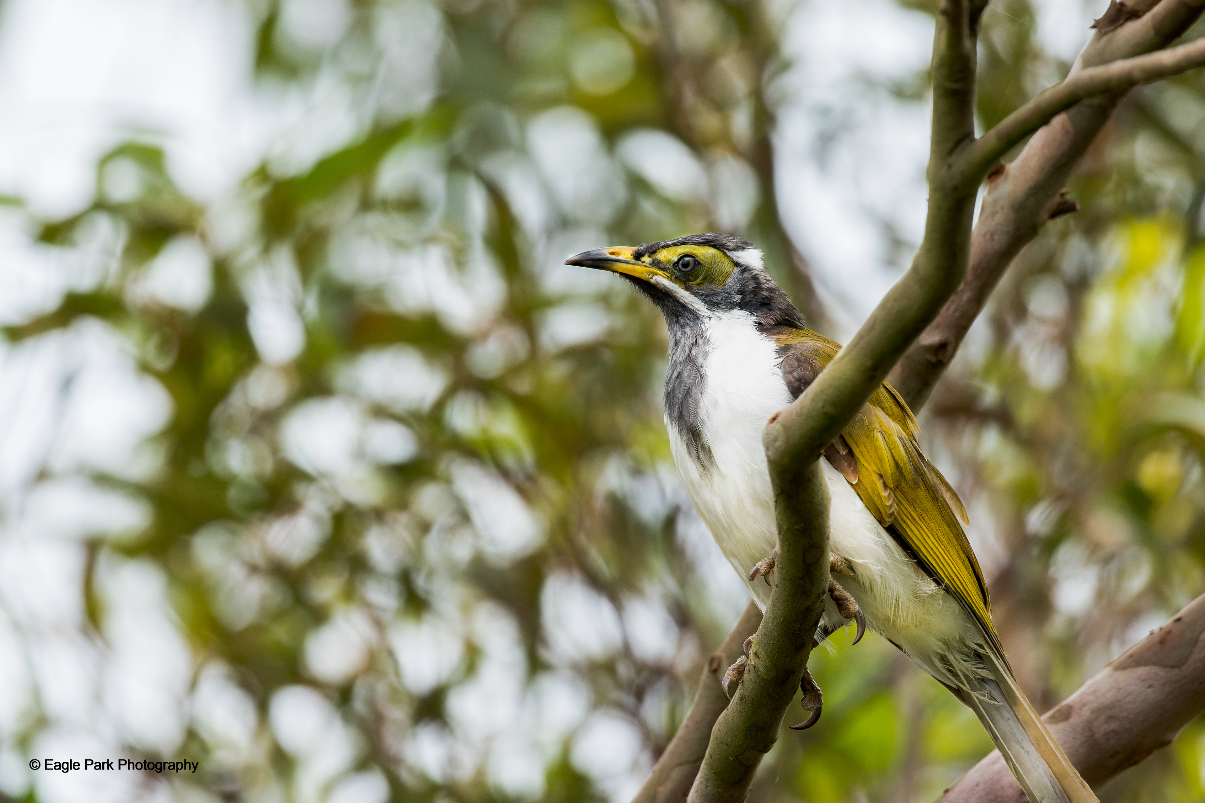 Blue Faced Honeyeater