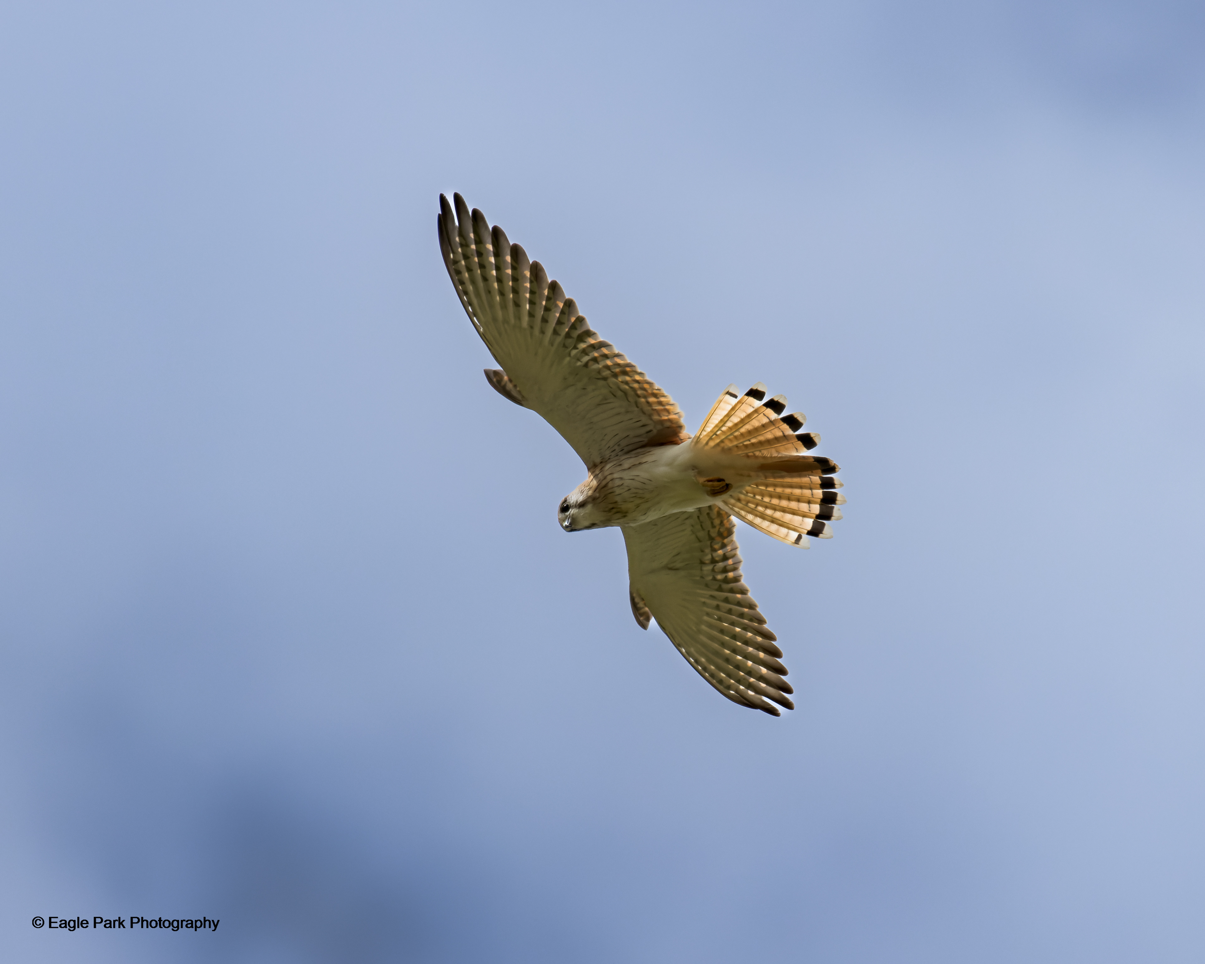 Nankeen Kestral